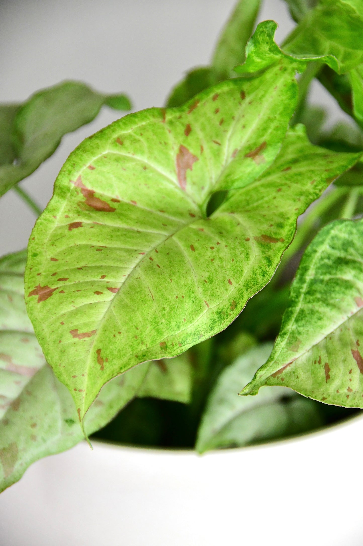 6" Syngonium Confetti