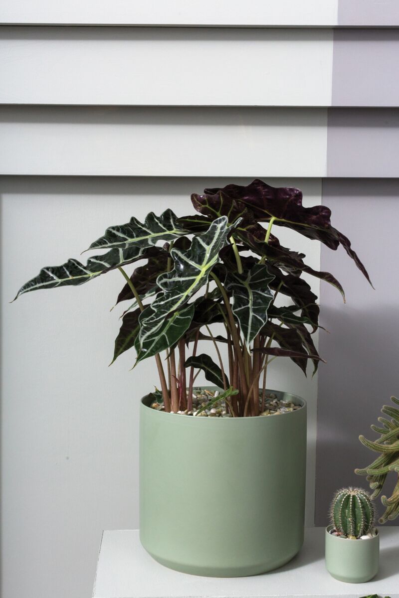8.5" Kendall Pot Green
