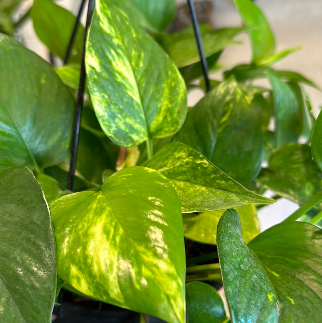 8" Pothos golden HB