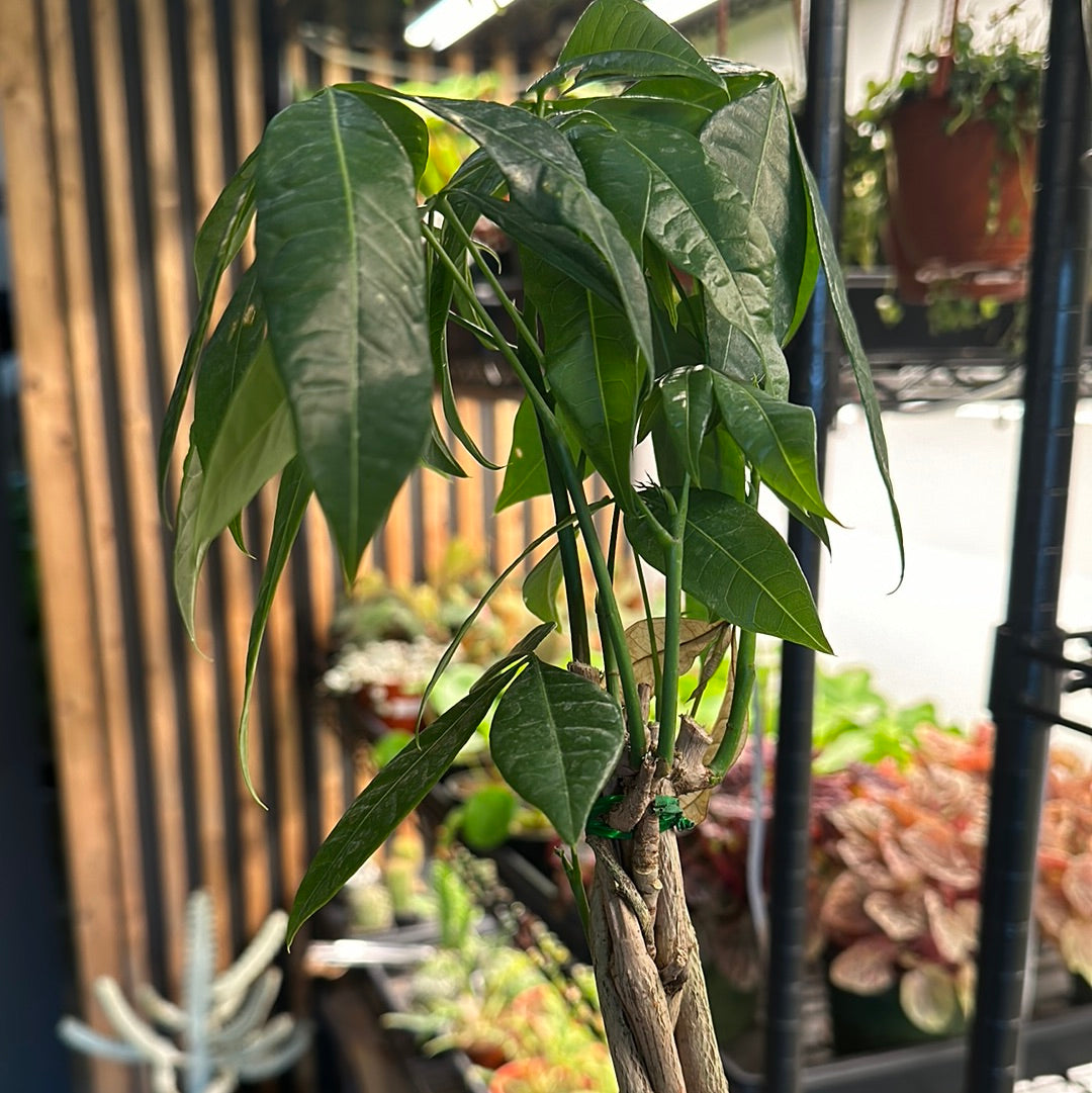 4" Money Tree