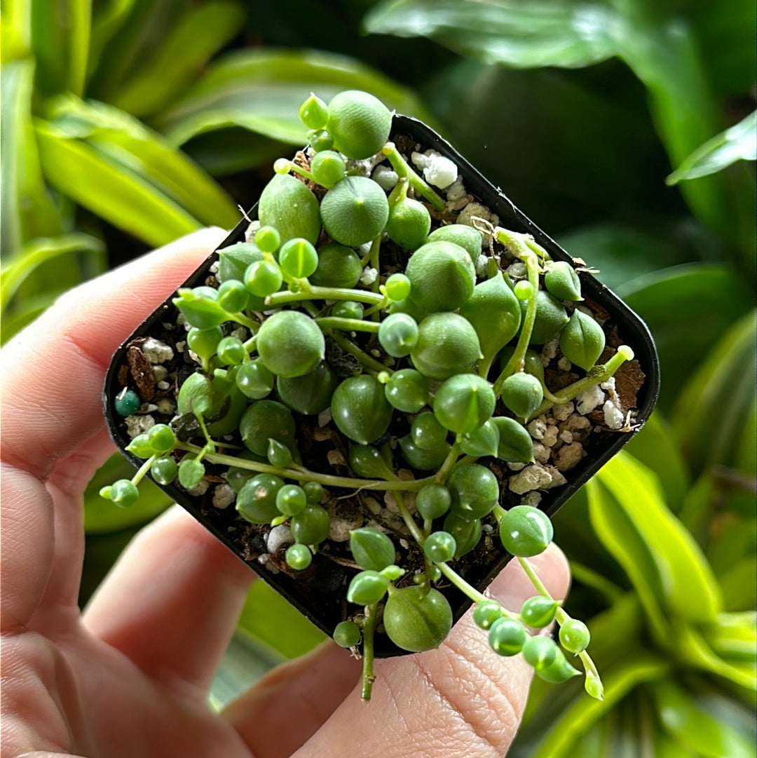 2" String of Pearls