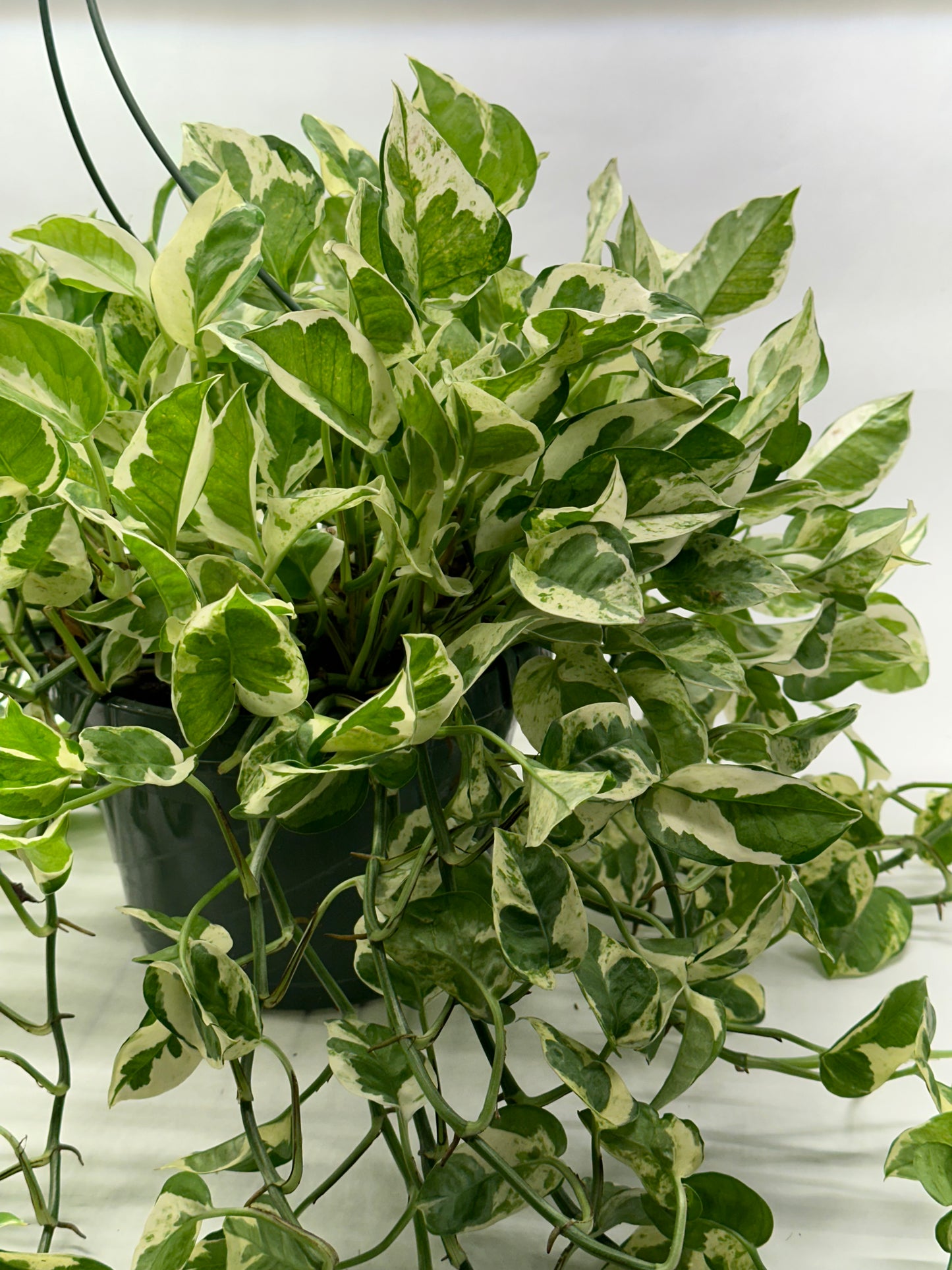 8” Pothos Pearls & Jade HB