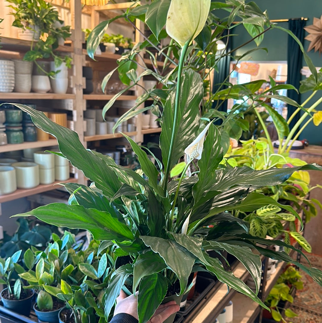 6" Spathiphyllum