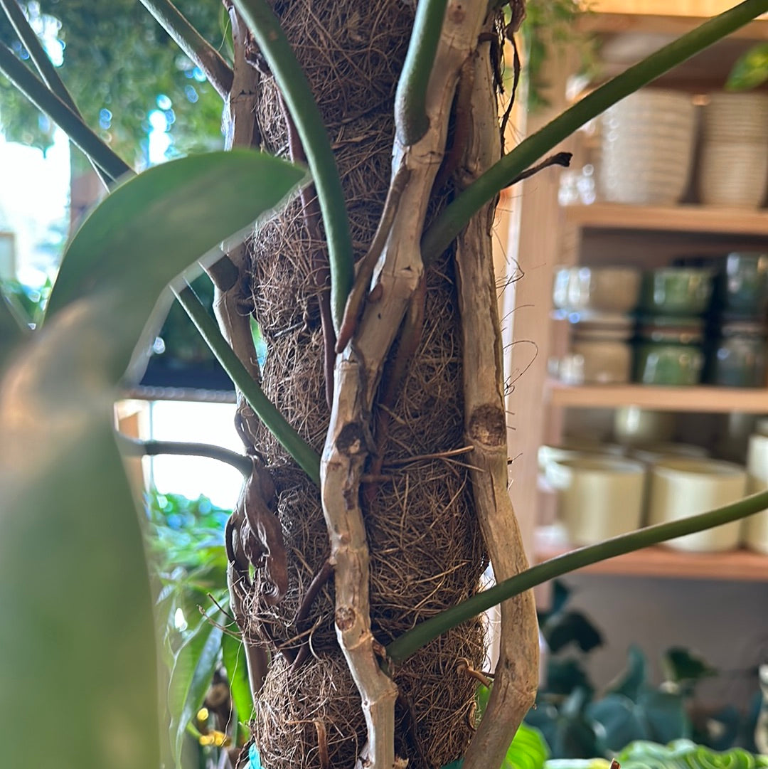 10" Philodendron '69686'