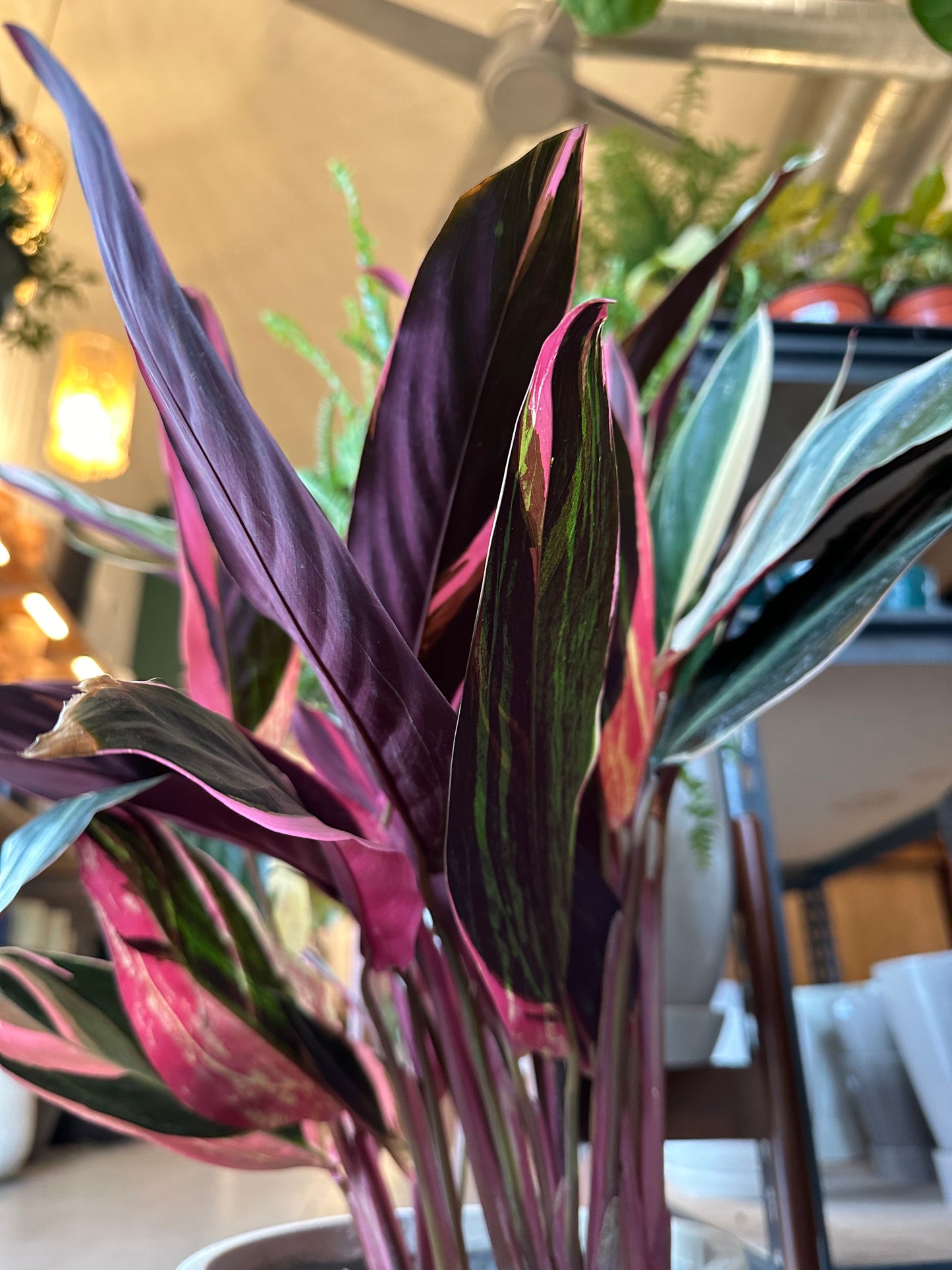 6” Stromanthe thalia "Triostar"