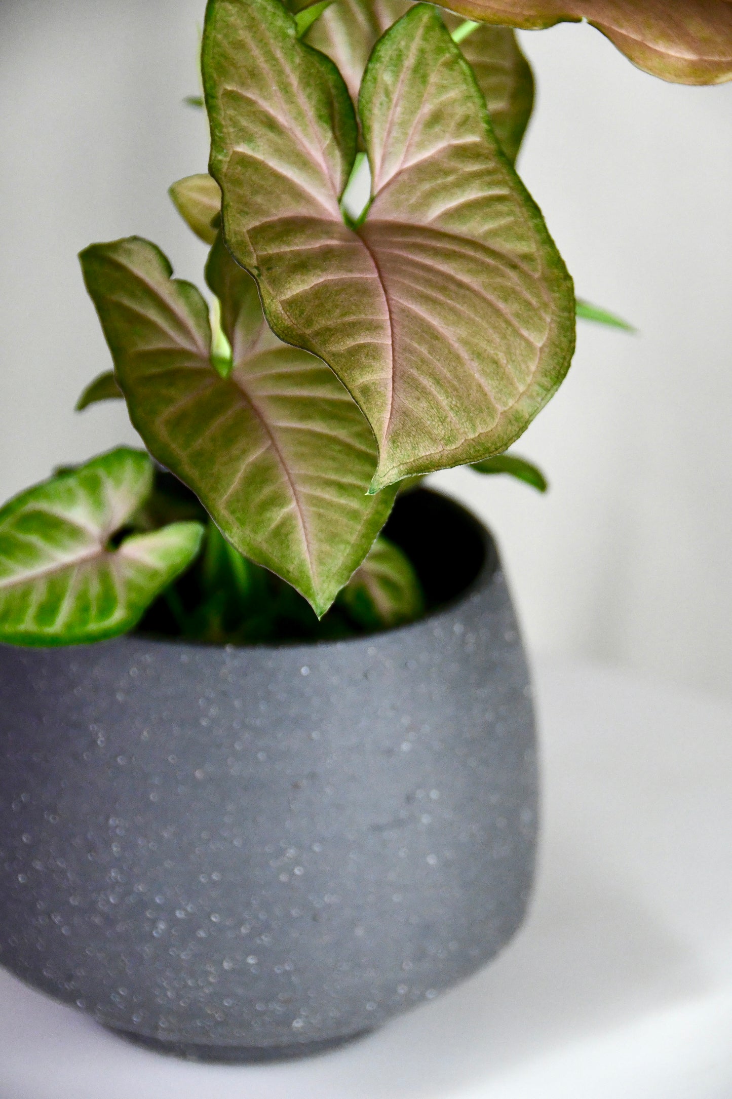 SSI 4.5" Stoneware Tapered Pot Charcoal
