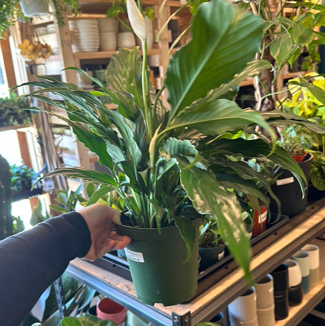 6" Spathiphyllum