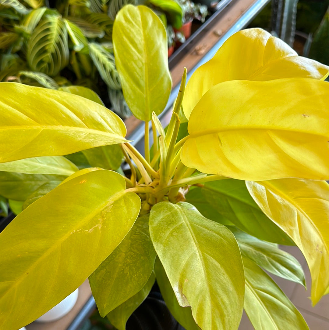 6" Philodendron 'Lemon Lime'