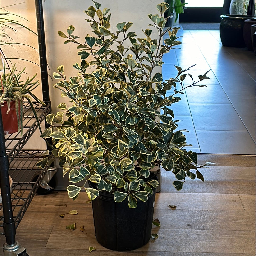 10" Ficus Triangularis Variegated