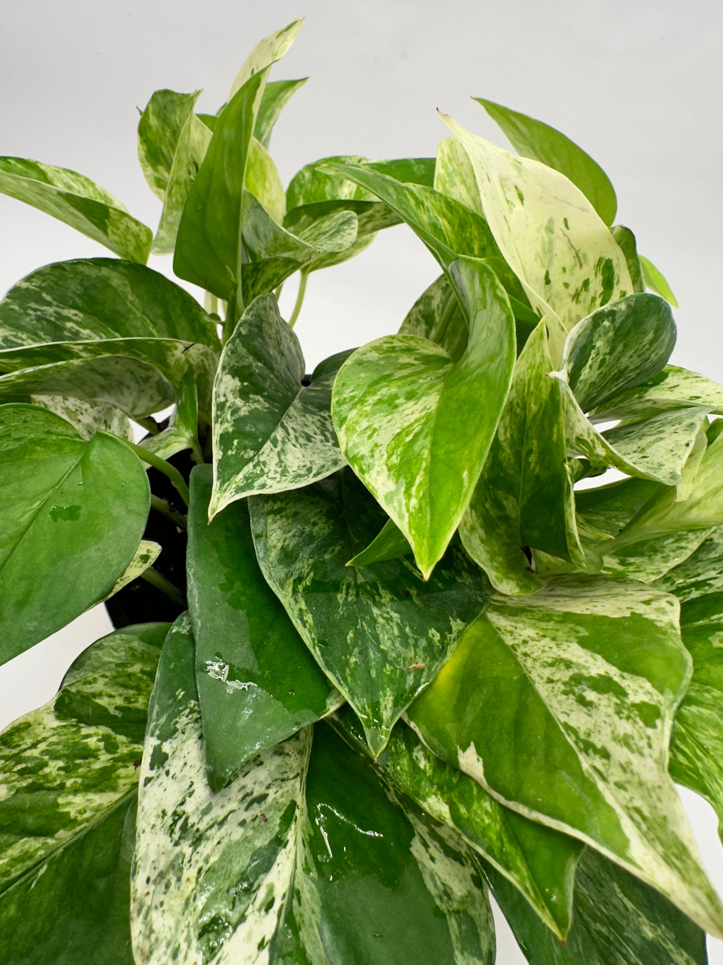 6” Pothos Marble Queen
