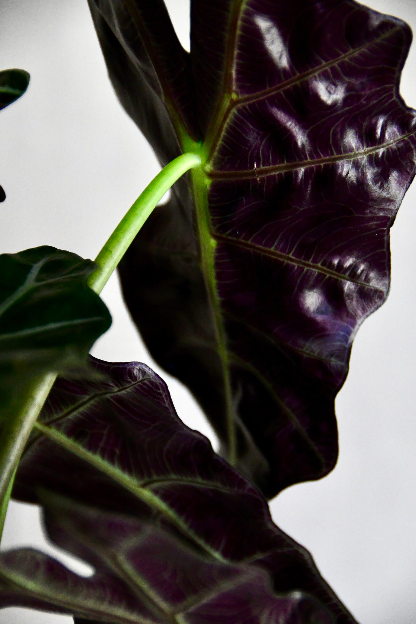 6" Alocasia Amazonica Polly