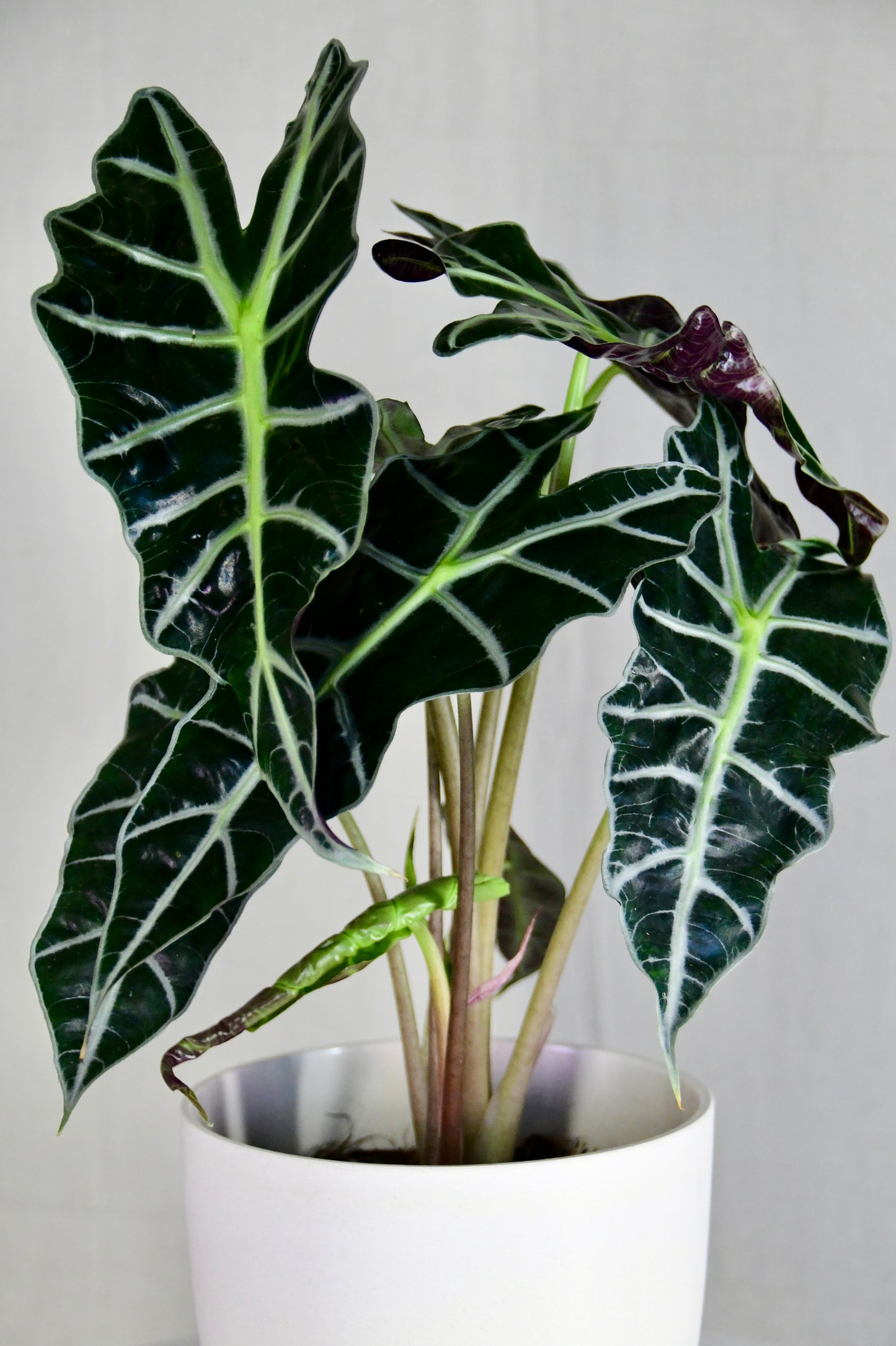 6" Alocasia Amazonica Polly