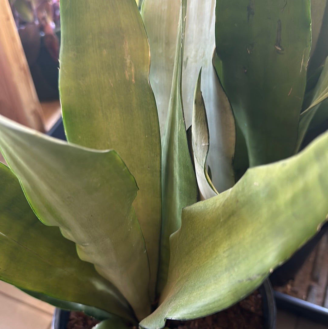 8" Sansevieria 'Moonshine'