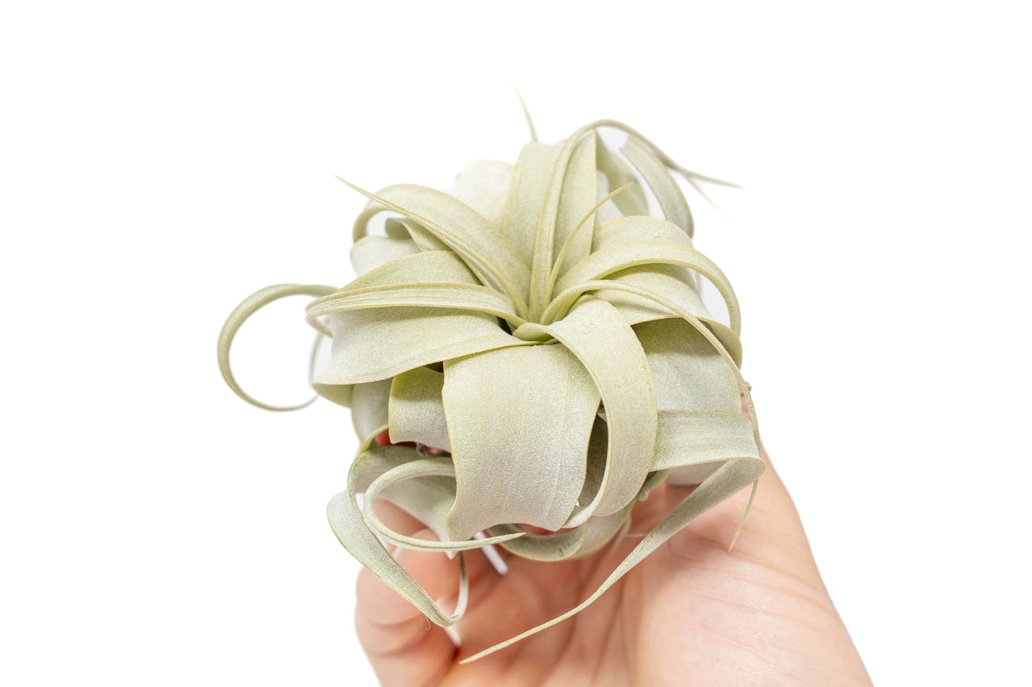 Tillandsia xerographica seedling