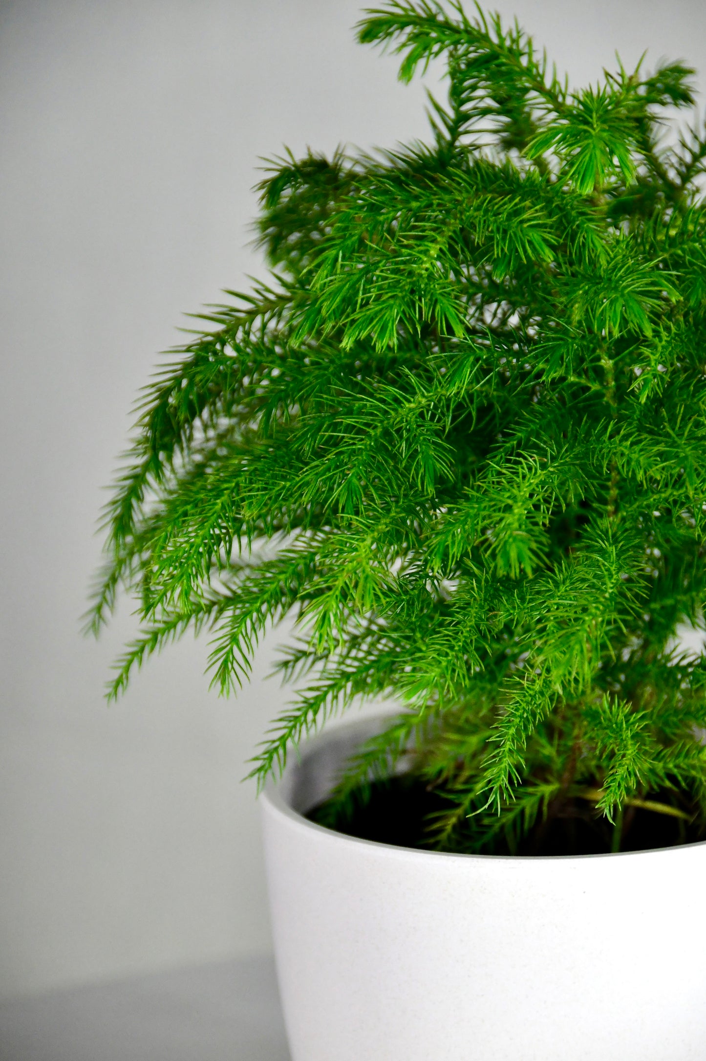 4" Norfolk Pine