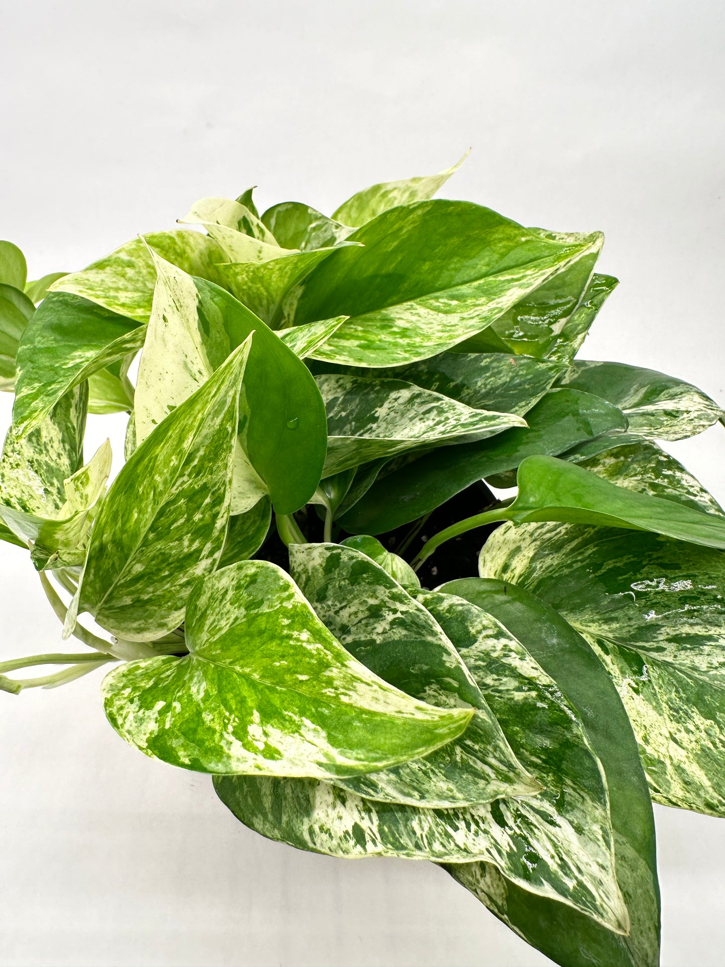 6” Pothos Marble Queen