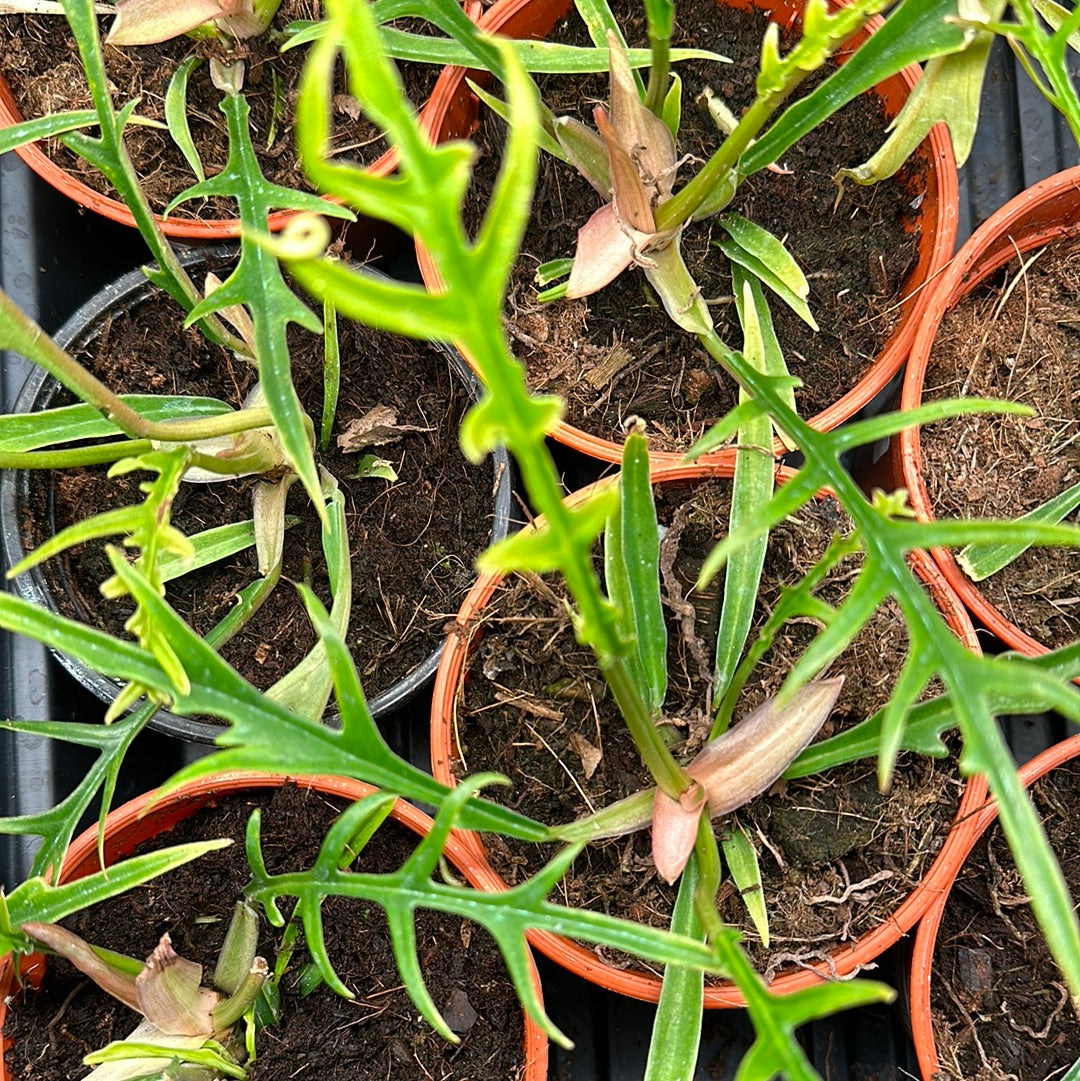 4" Philodendron Tortum