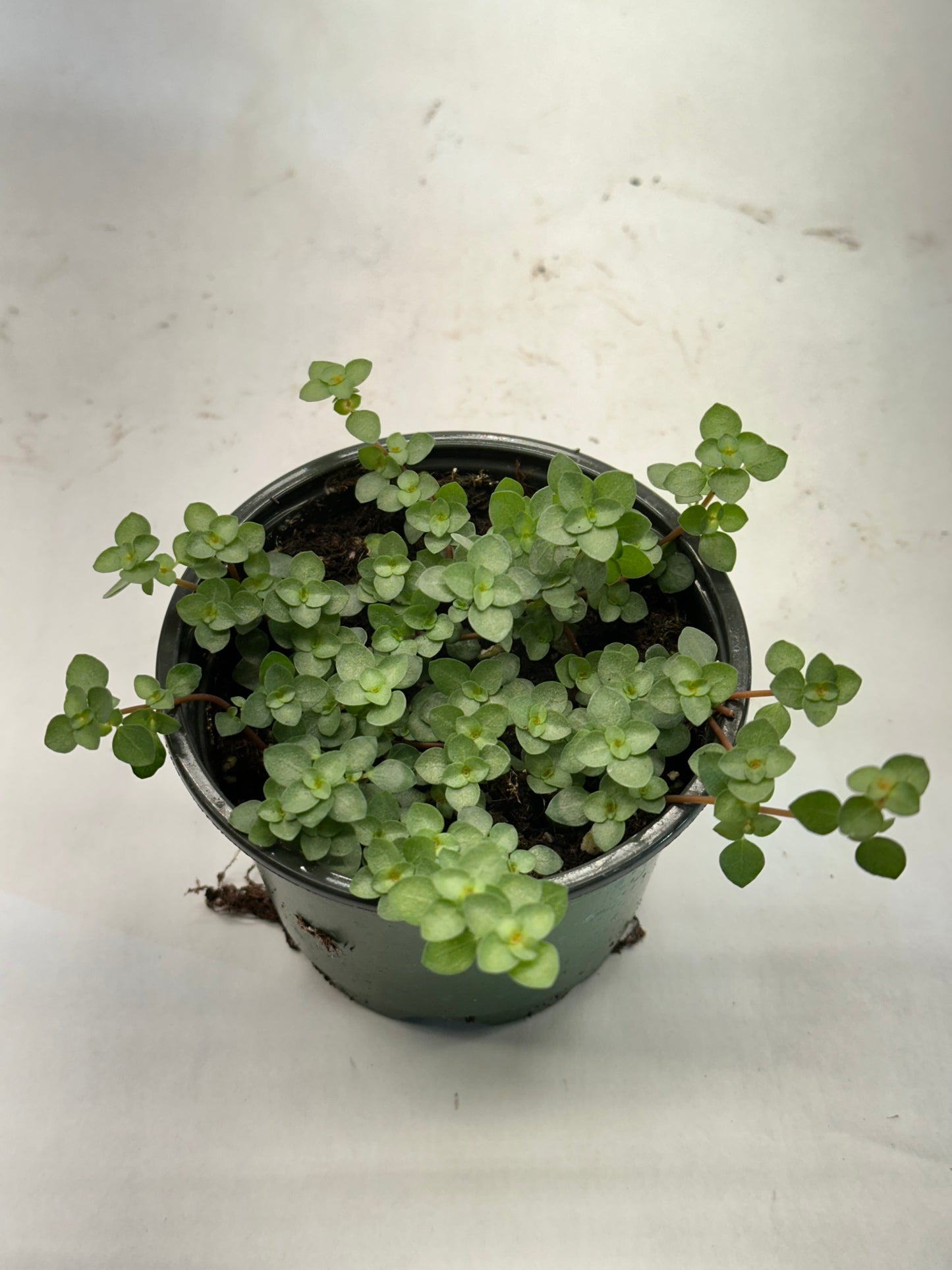 4” Pilea glauca