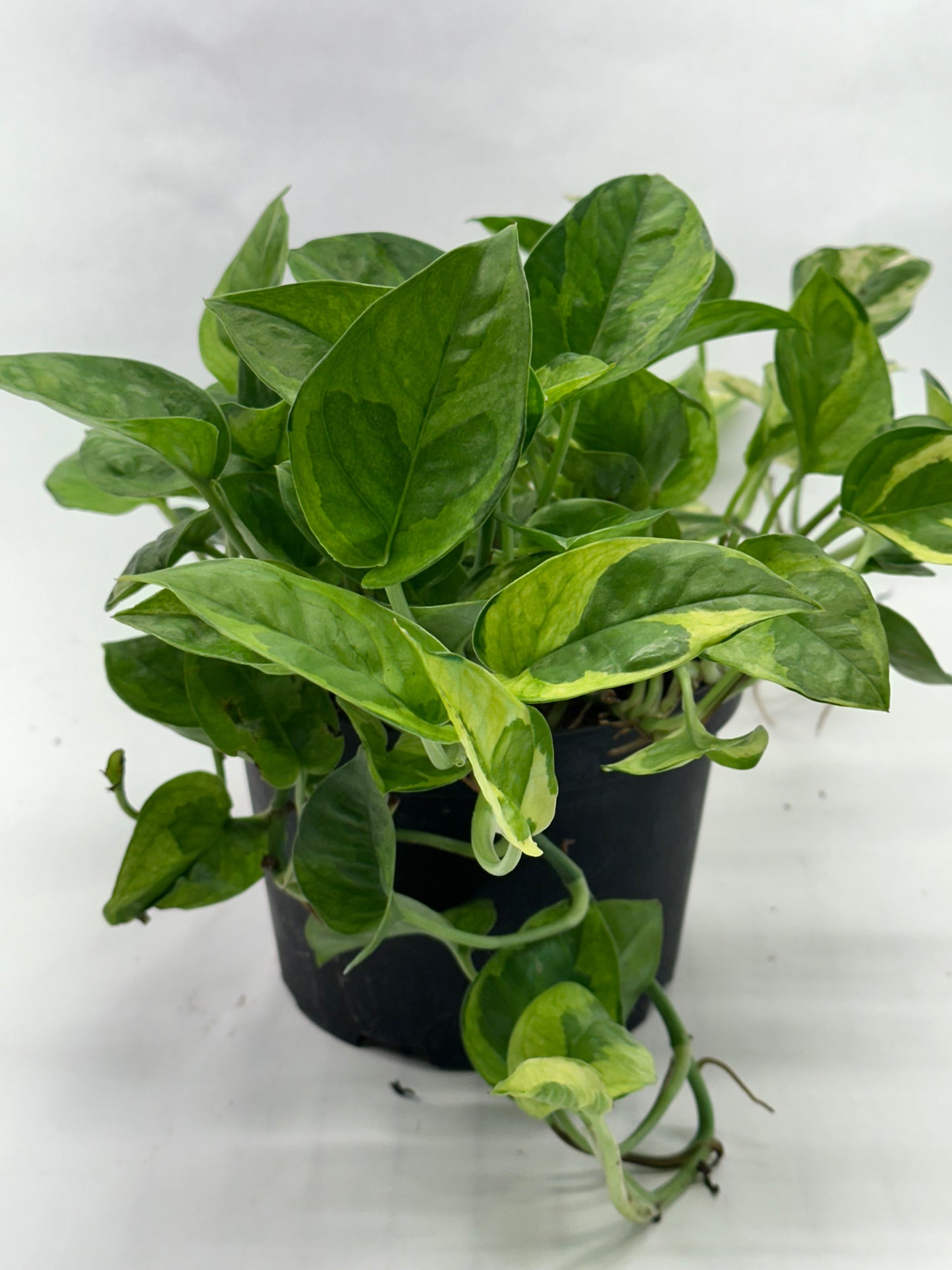 Pothos Lemon Meringue
