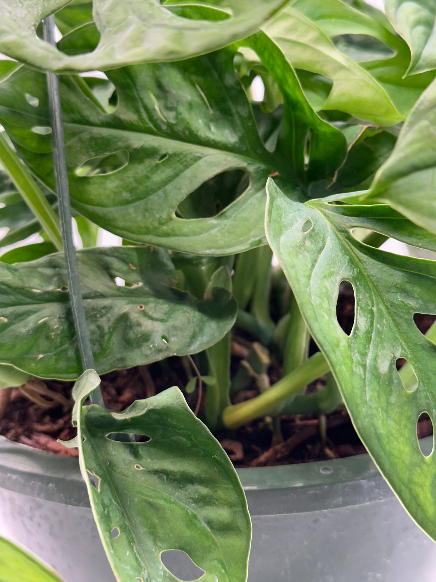 8” Monstera adansonii HB