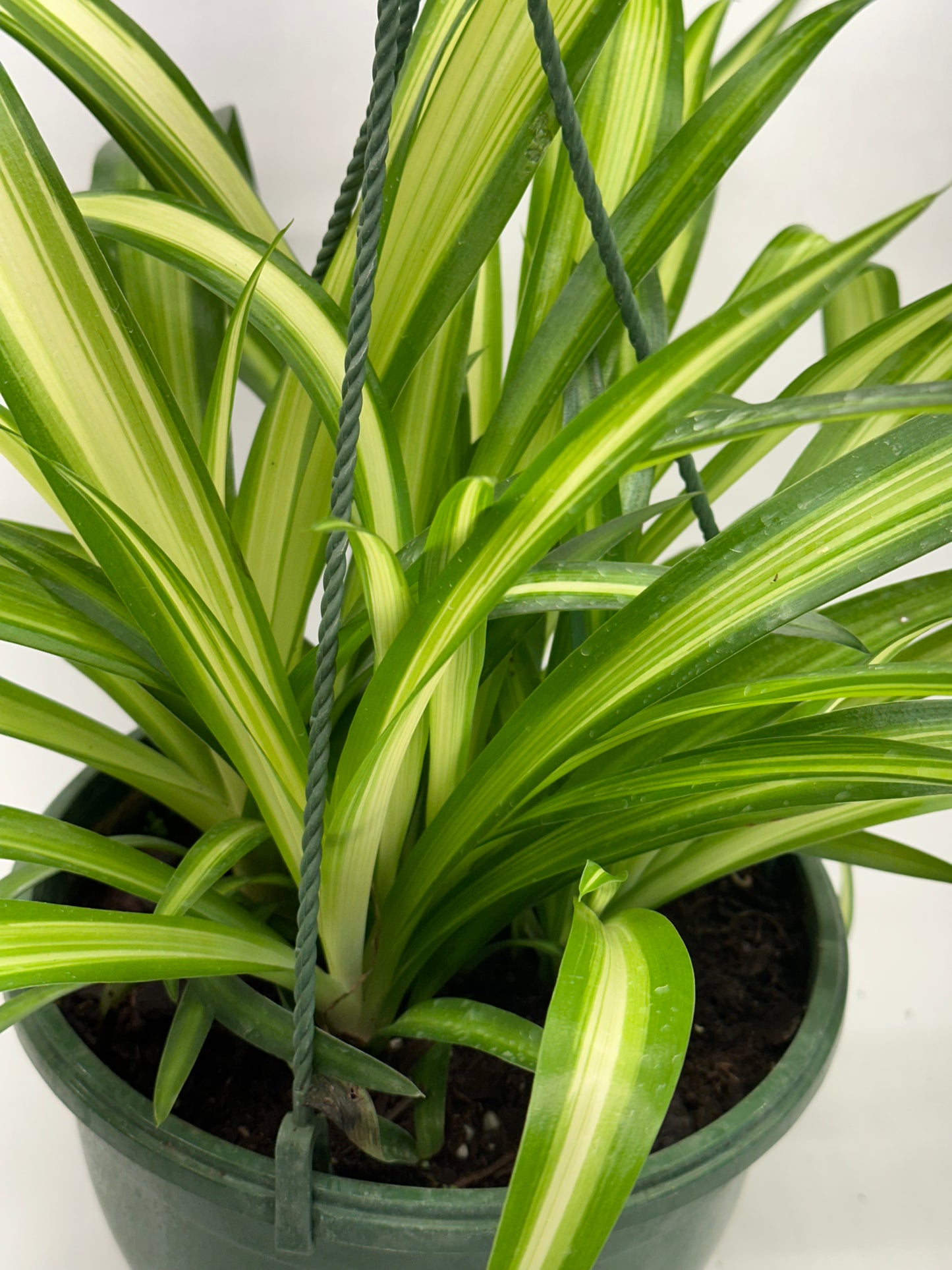 8” Spider Plant HB