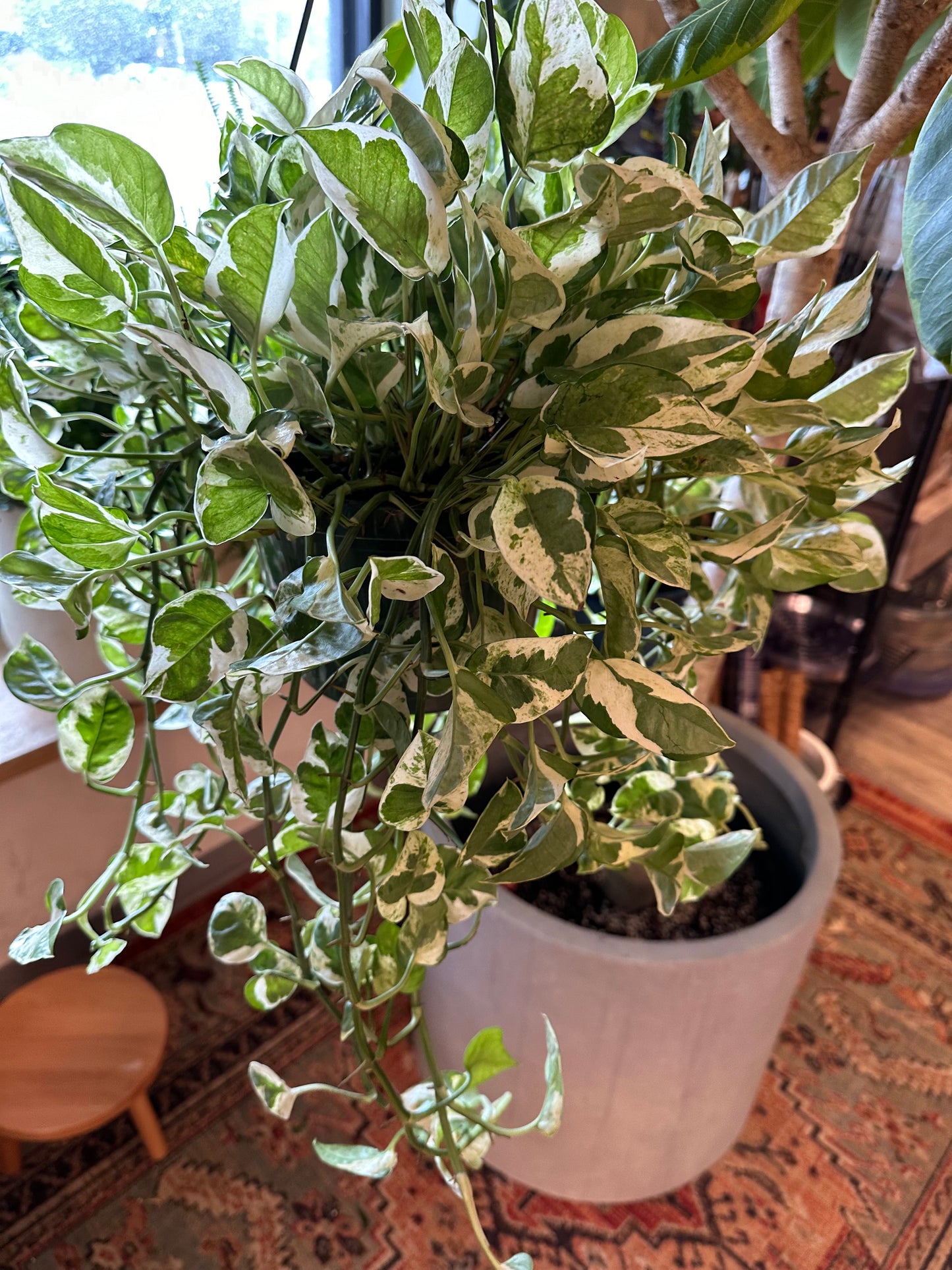 8” Pothos Pearls & Jade HB