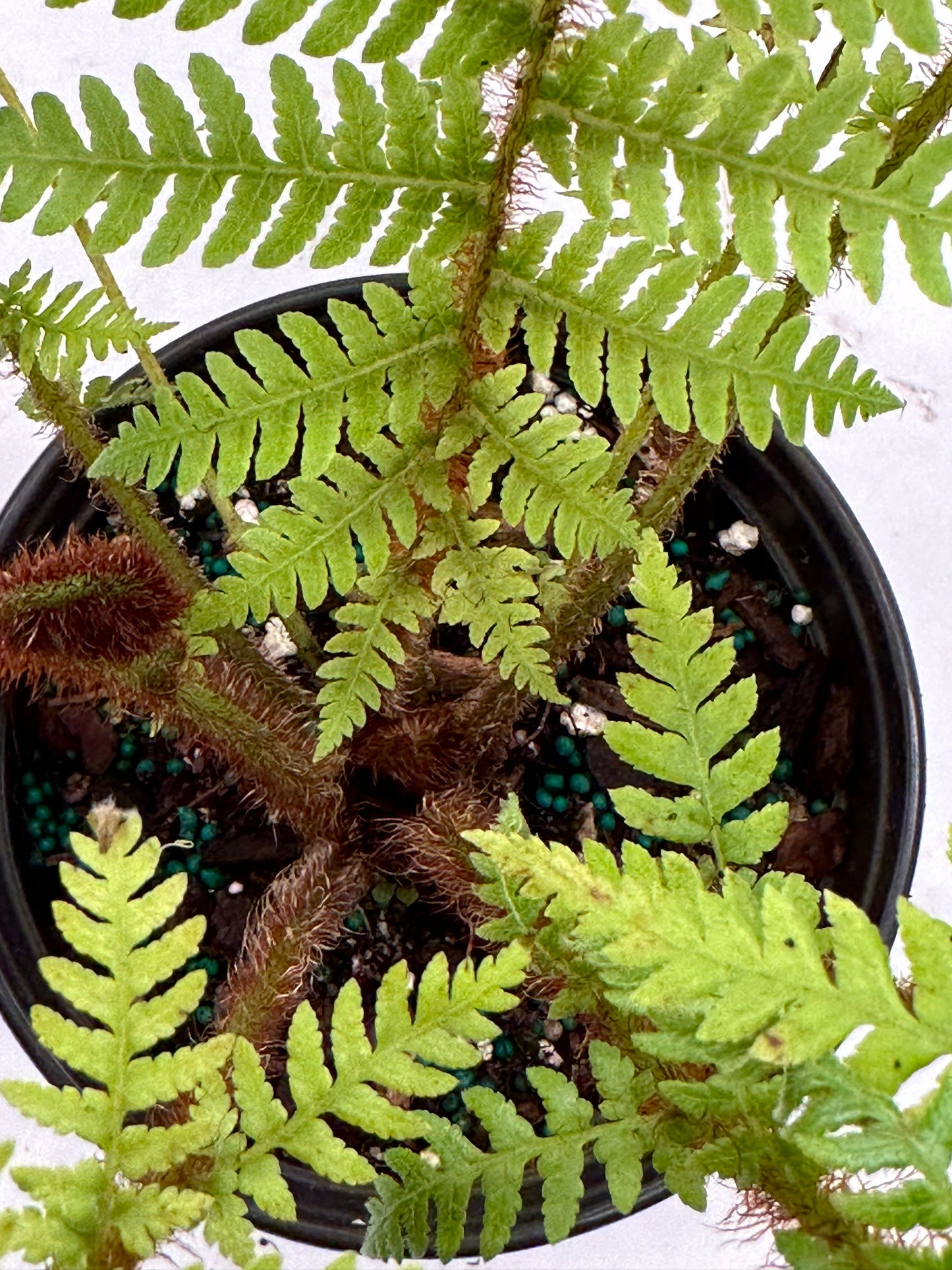6” Australian Tree Fern