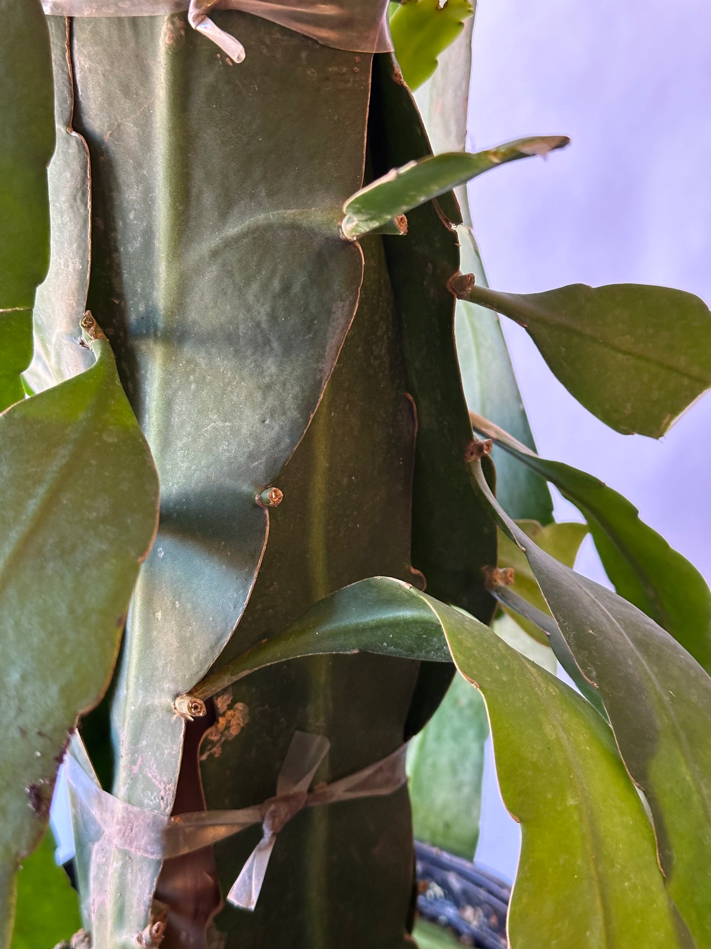 8” Epiphyllum oxypetalum “Queen of the Night” Totem