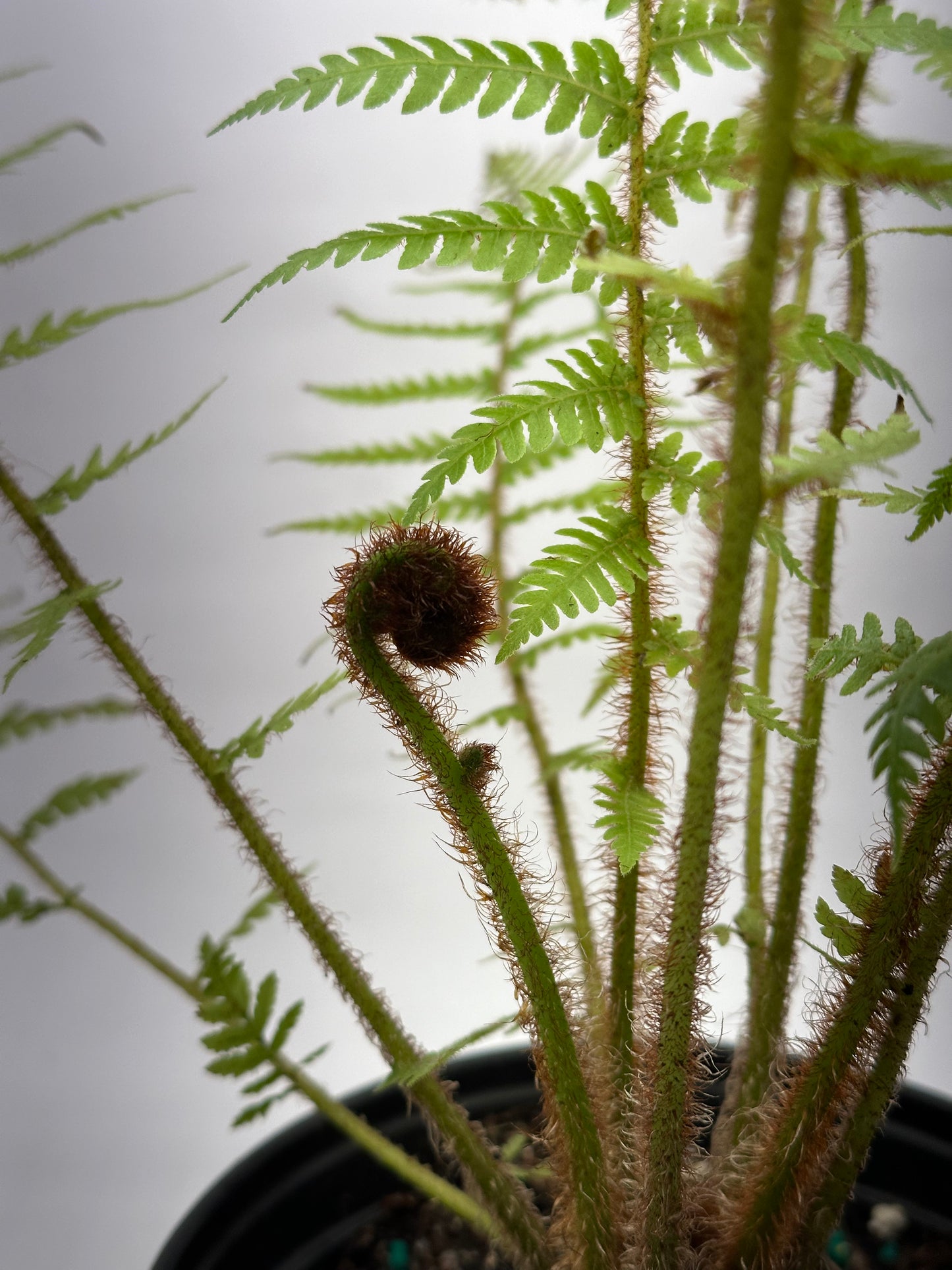 6” Australian Tree Fern