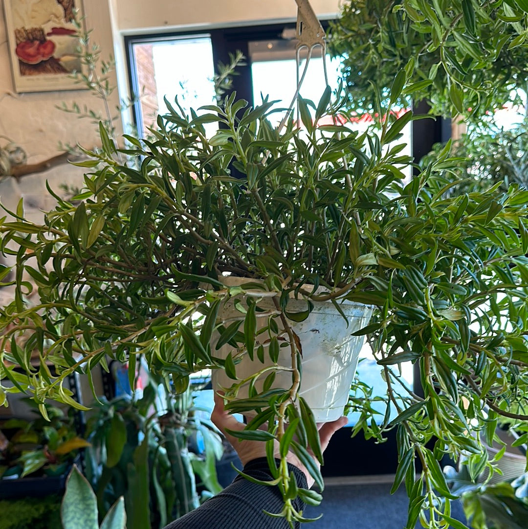 8" Columnea Goldfish HB