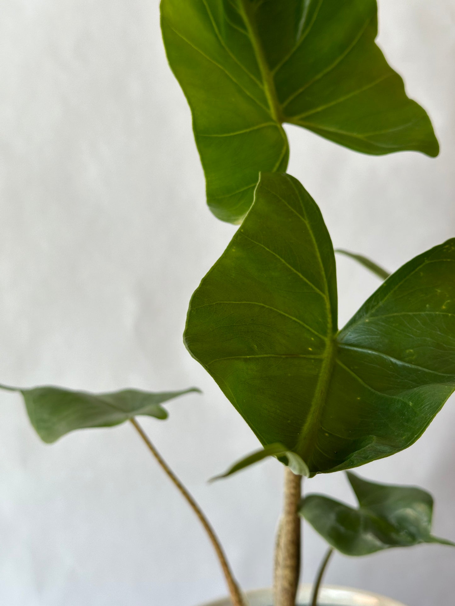 6” Alocasia “Stingray”