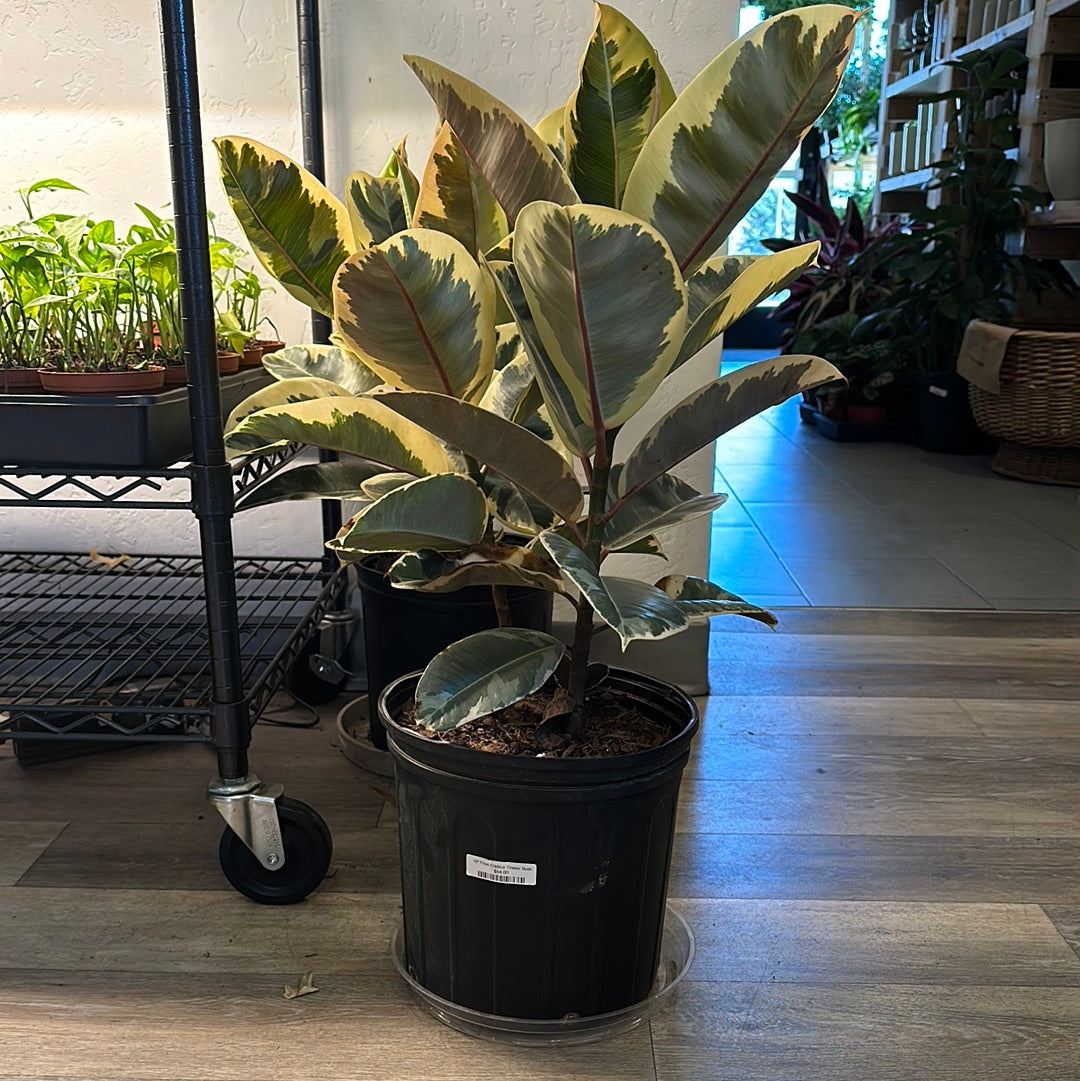 10" Ficus Elastica 'Tineke' Bush