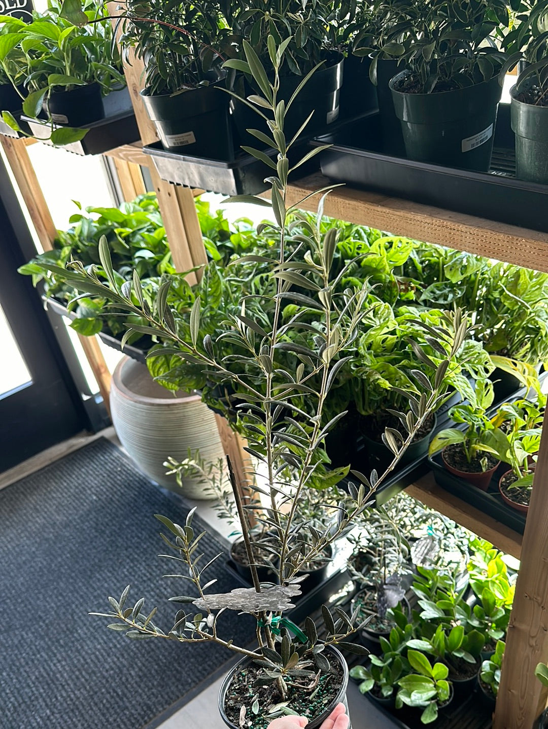 6" Olea europea "Arbequina Olive"