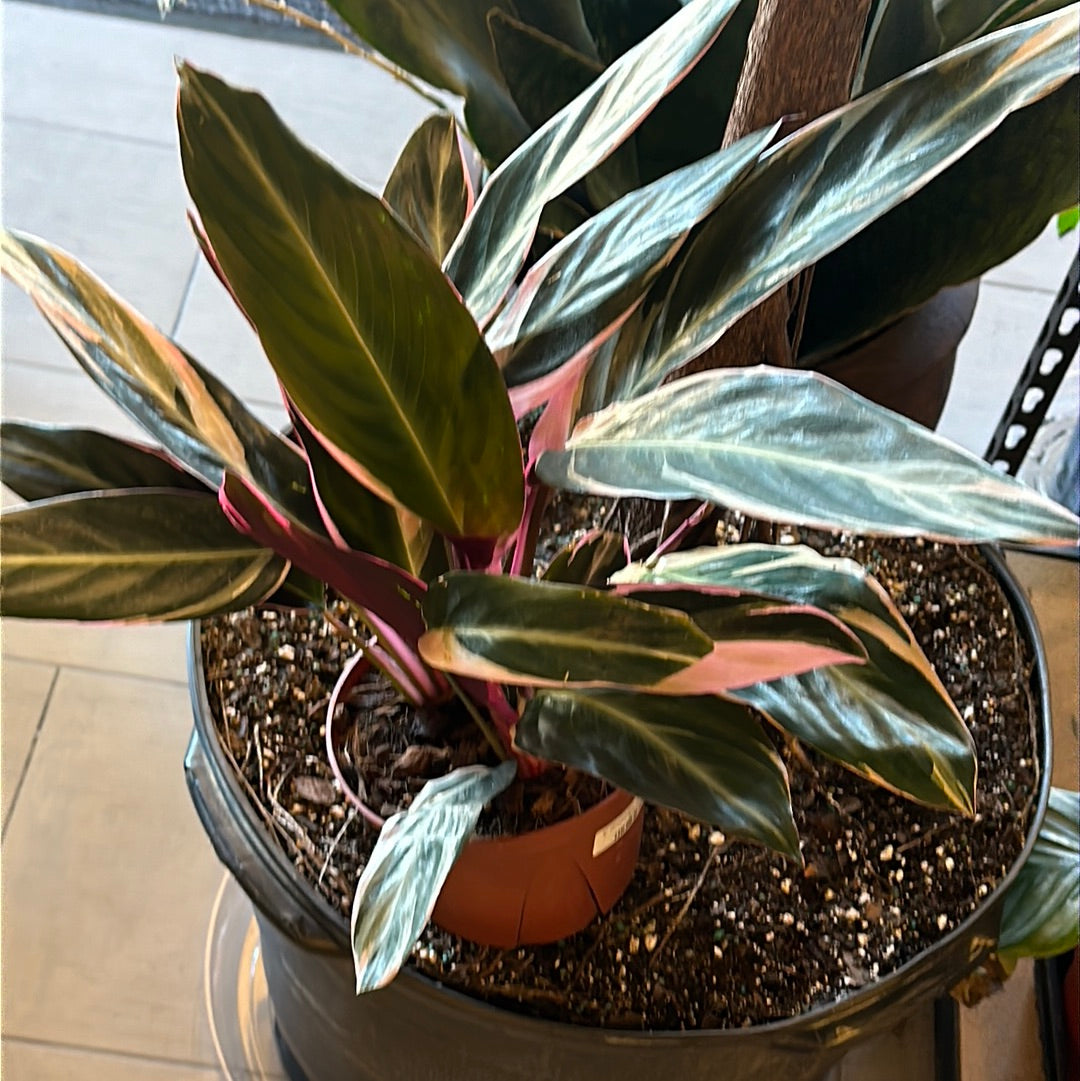 6” Stromanthe thalia "Triostar"