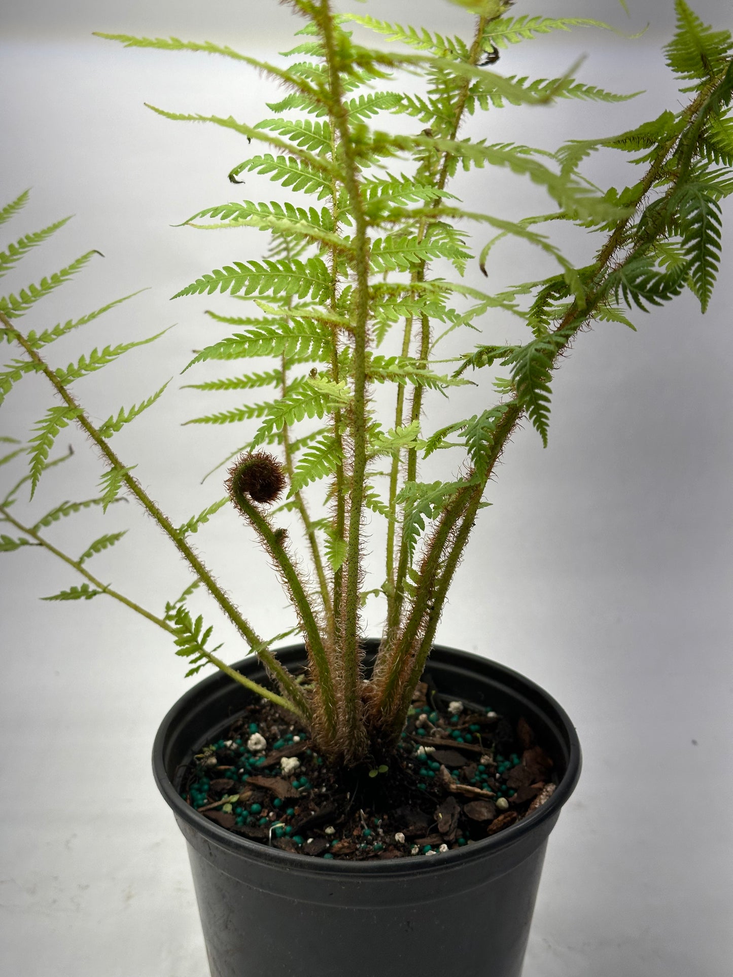 6” Australian Tree Fern
