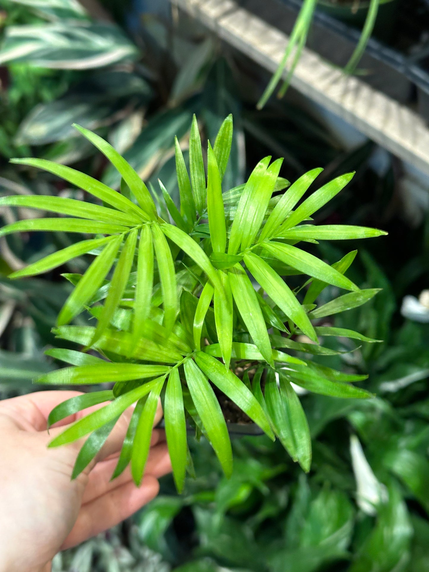 3" Assorted Foliage