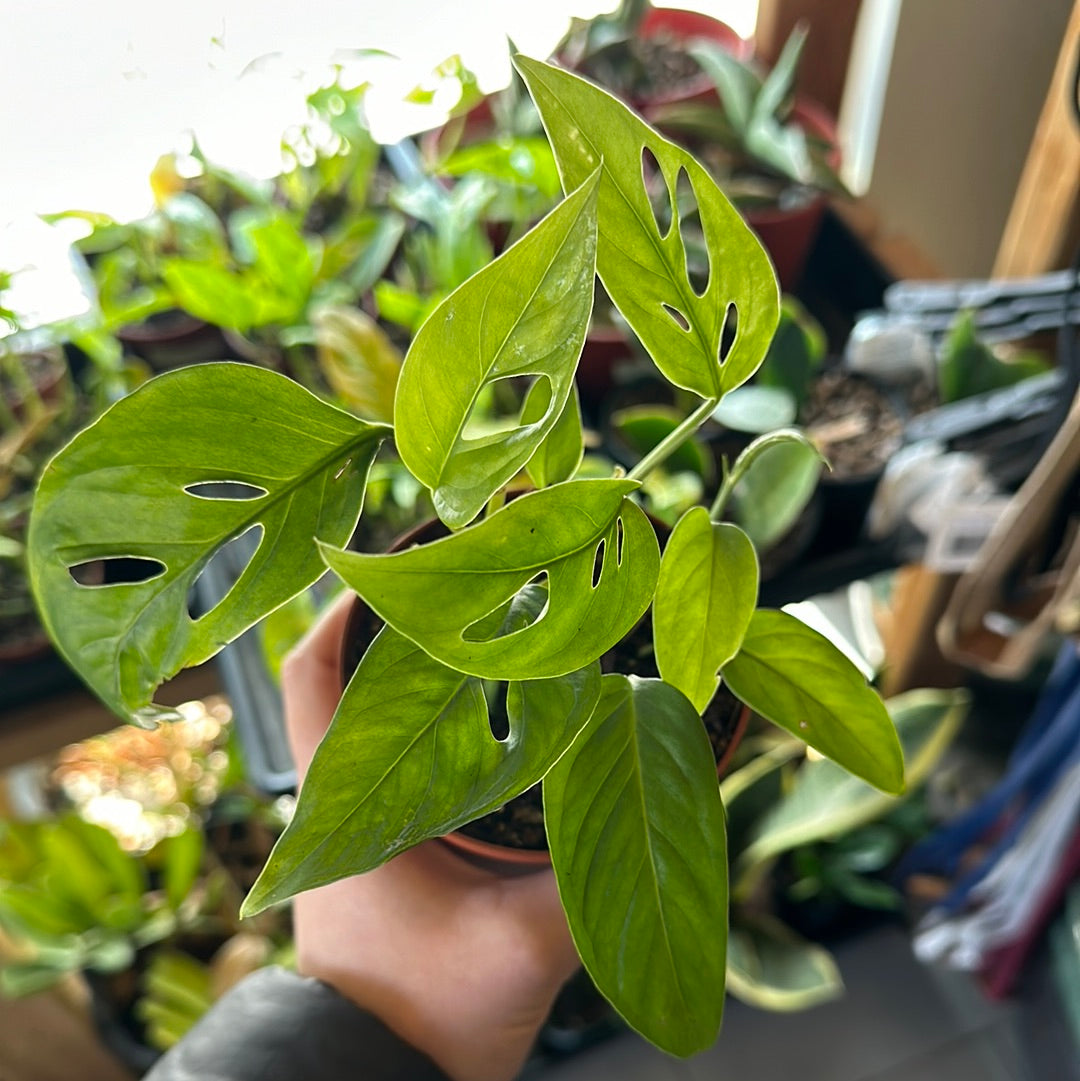 4" Monstera adansonii