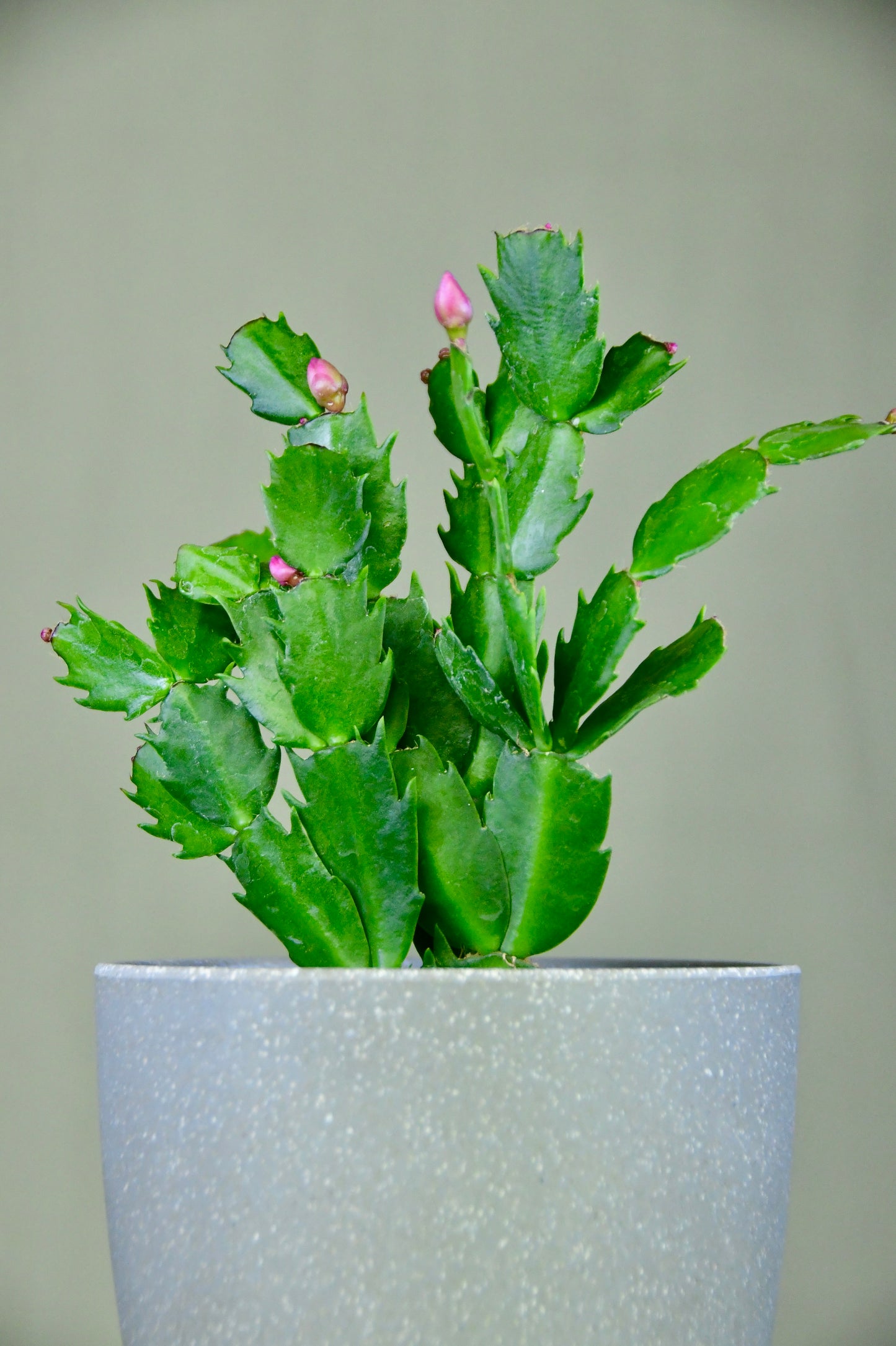 4" Christmas Cactus Assorted