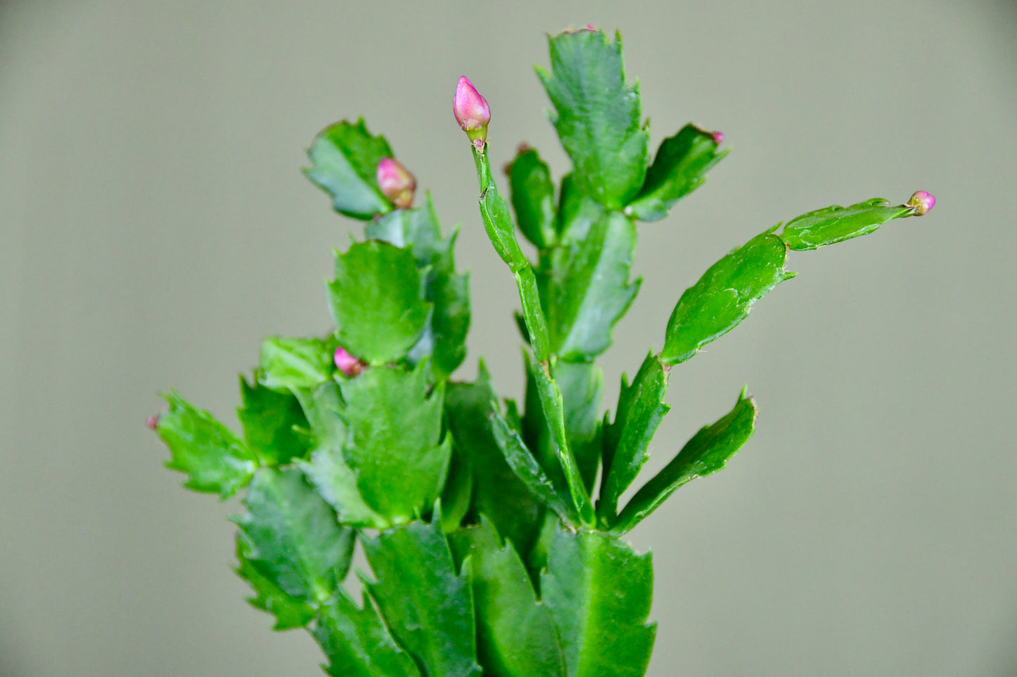 4" Christmas Cactus Assorted
