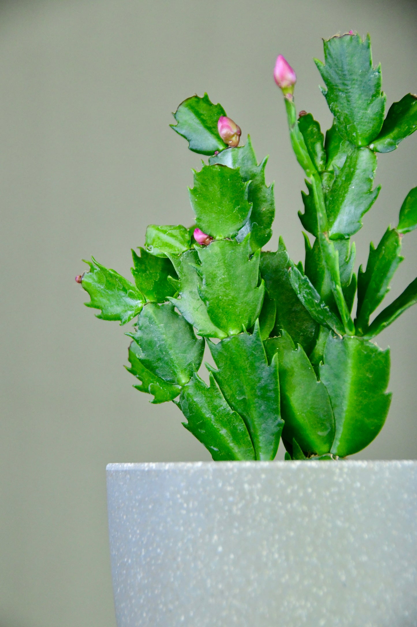 4" Christmas Cactus Assorted