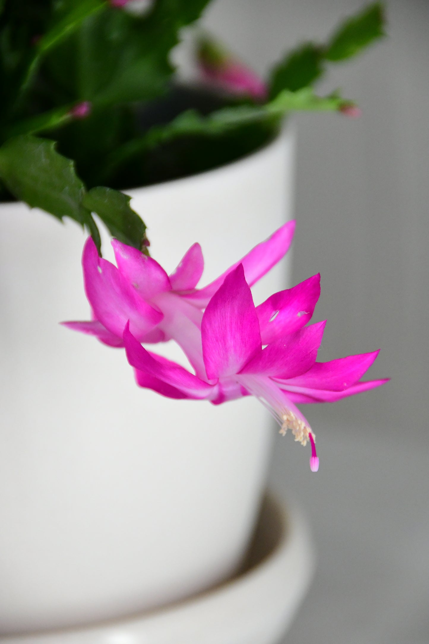 6" Christmas Cactus Assorted