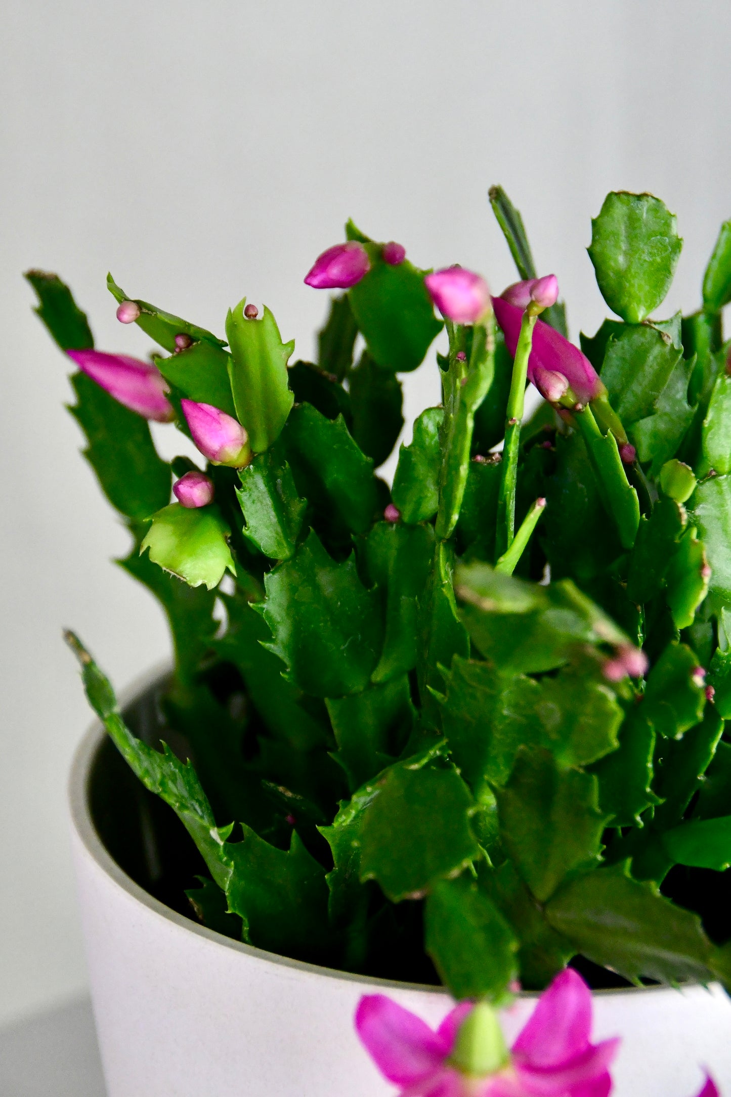 6" Christmas Cactus Assorted