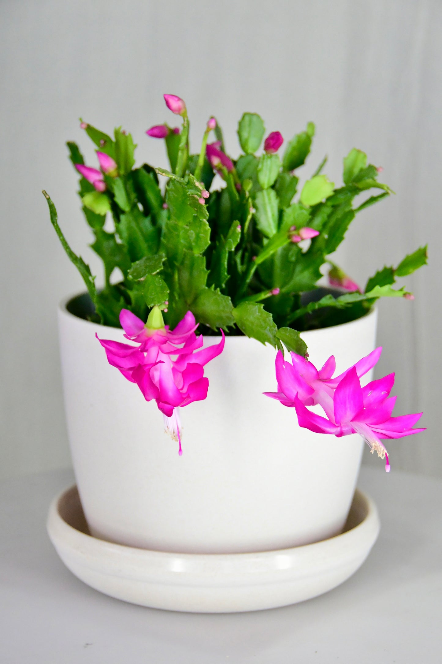 6" Christmas Cactus Assorted