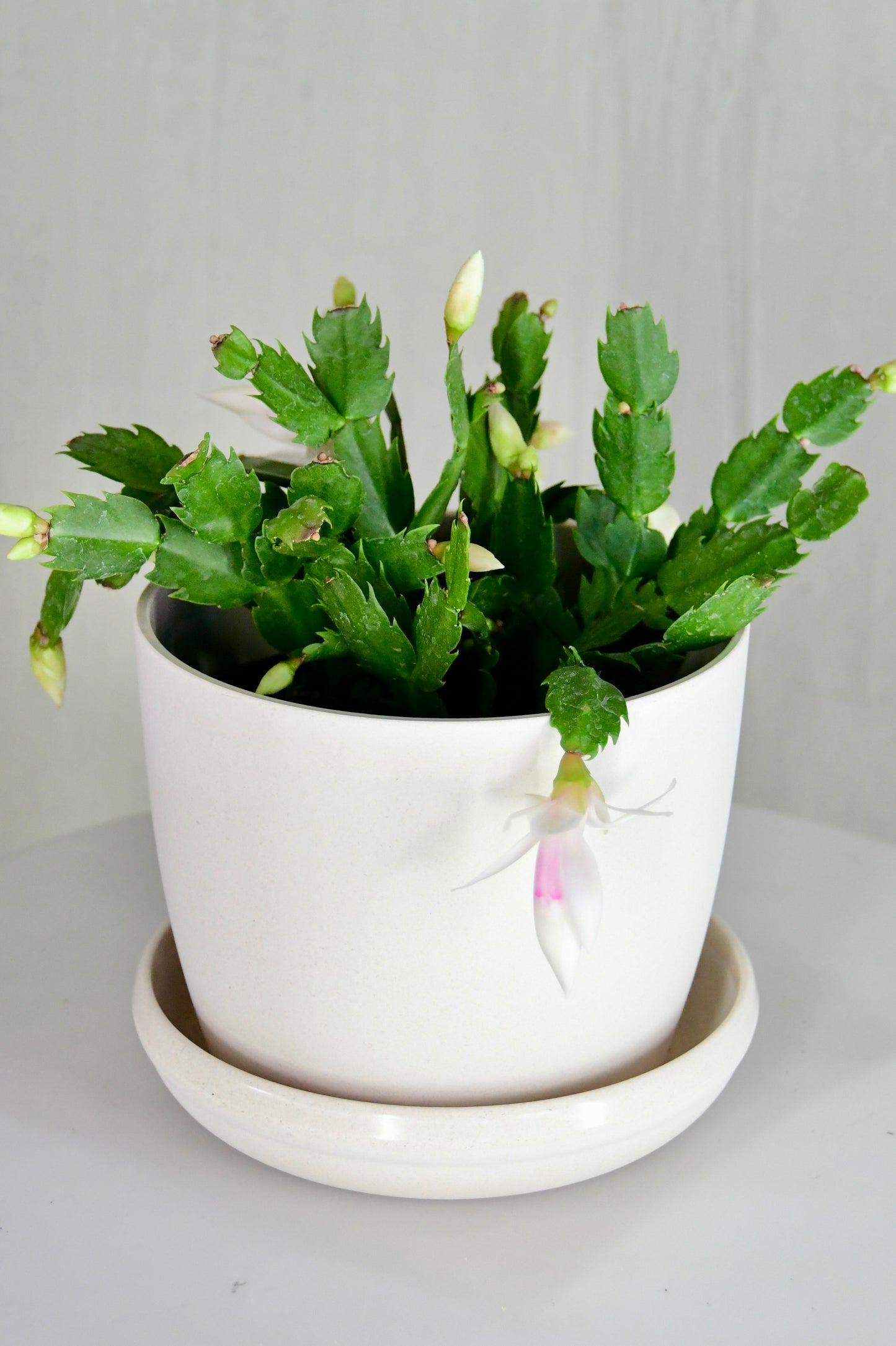 6" Christmas Cactus Assorted