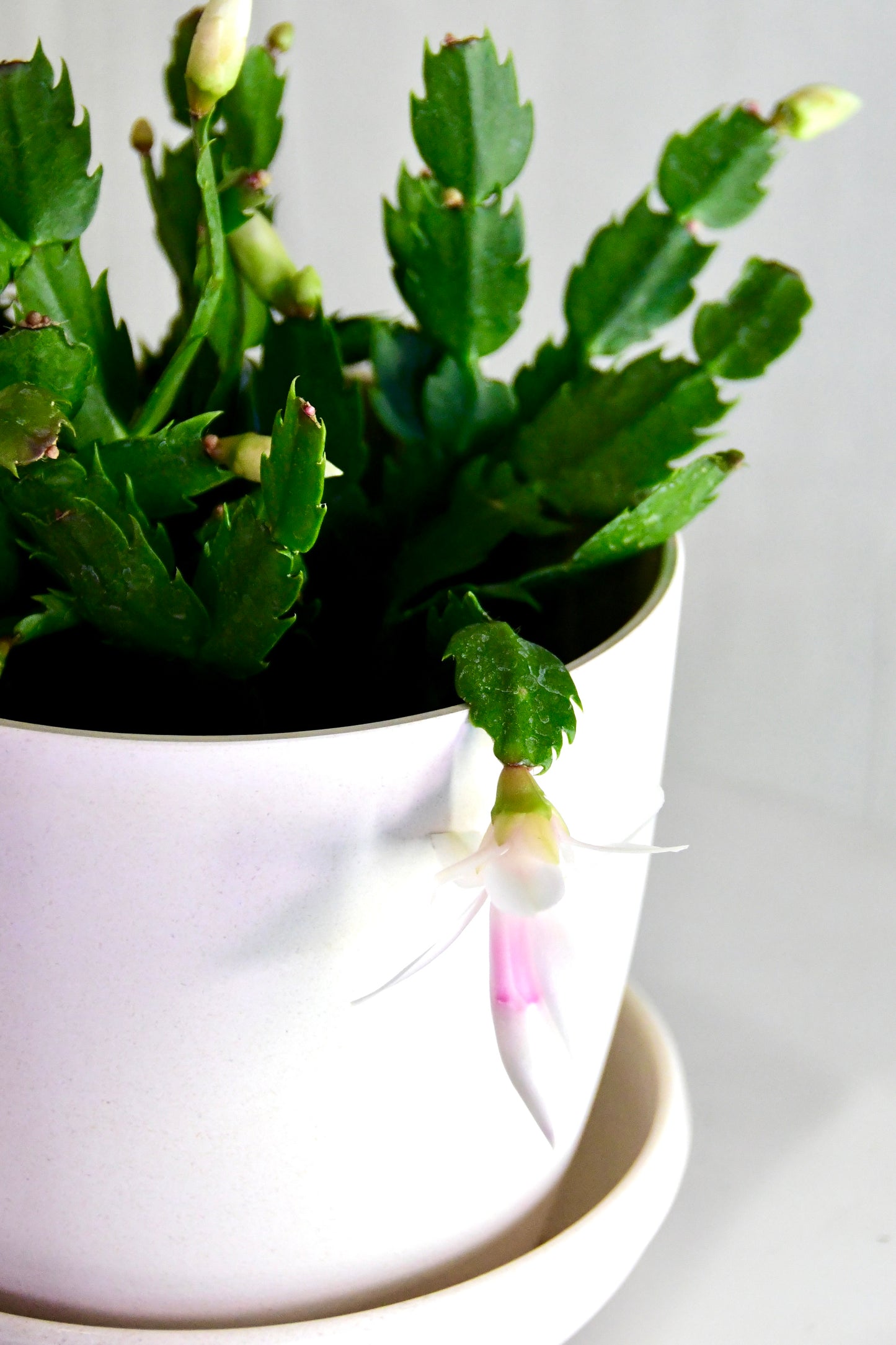6" Christmas Cactus Assorted
