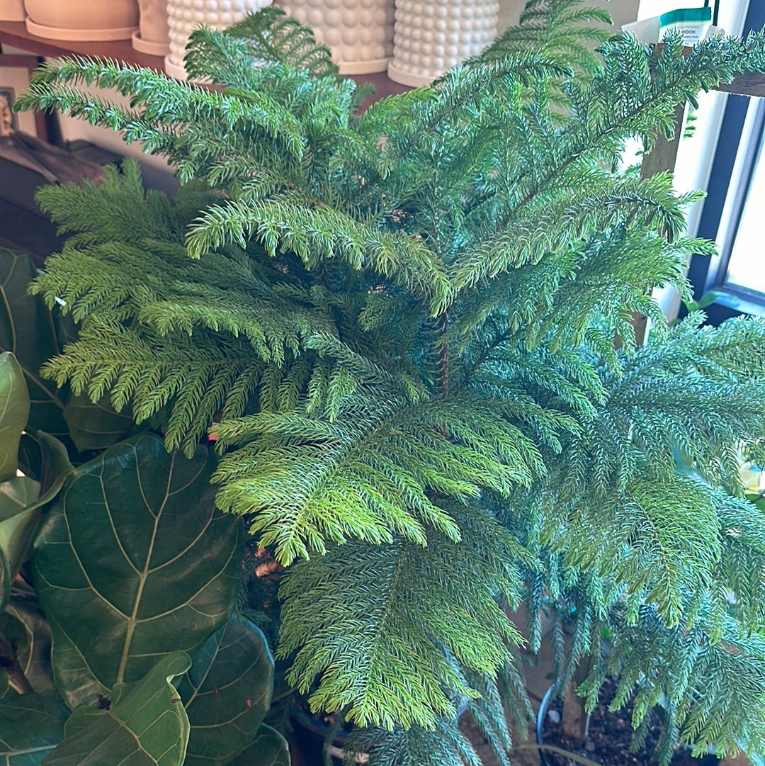 10" Araucaria heterophylla "Norfolk Island Pine"