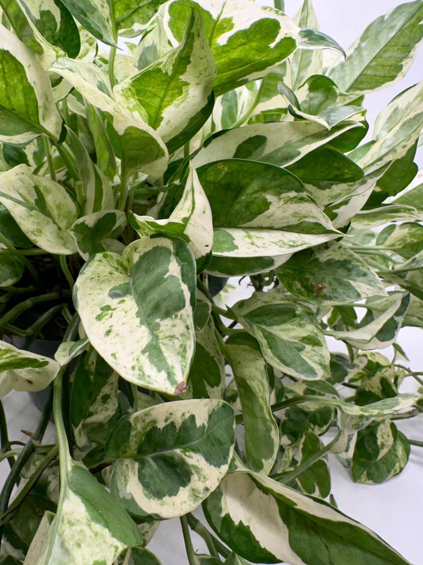 8” Pothos Pearls & Jade HB