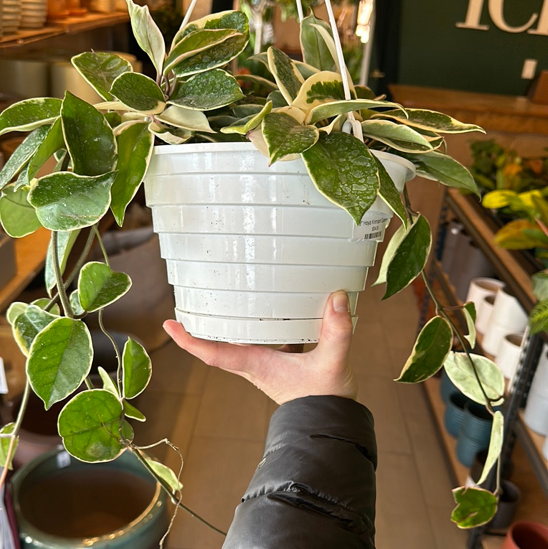 8" Hoya Krimson Queen
