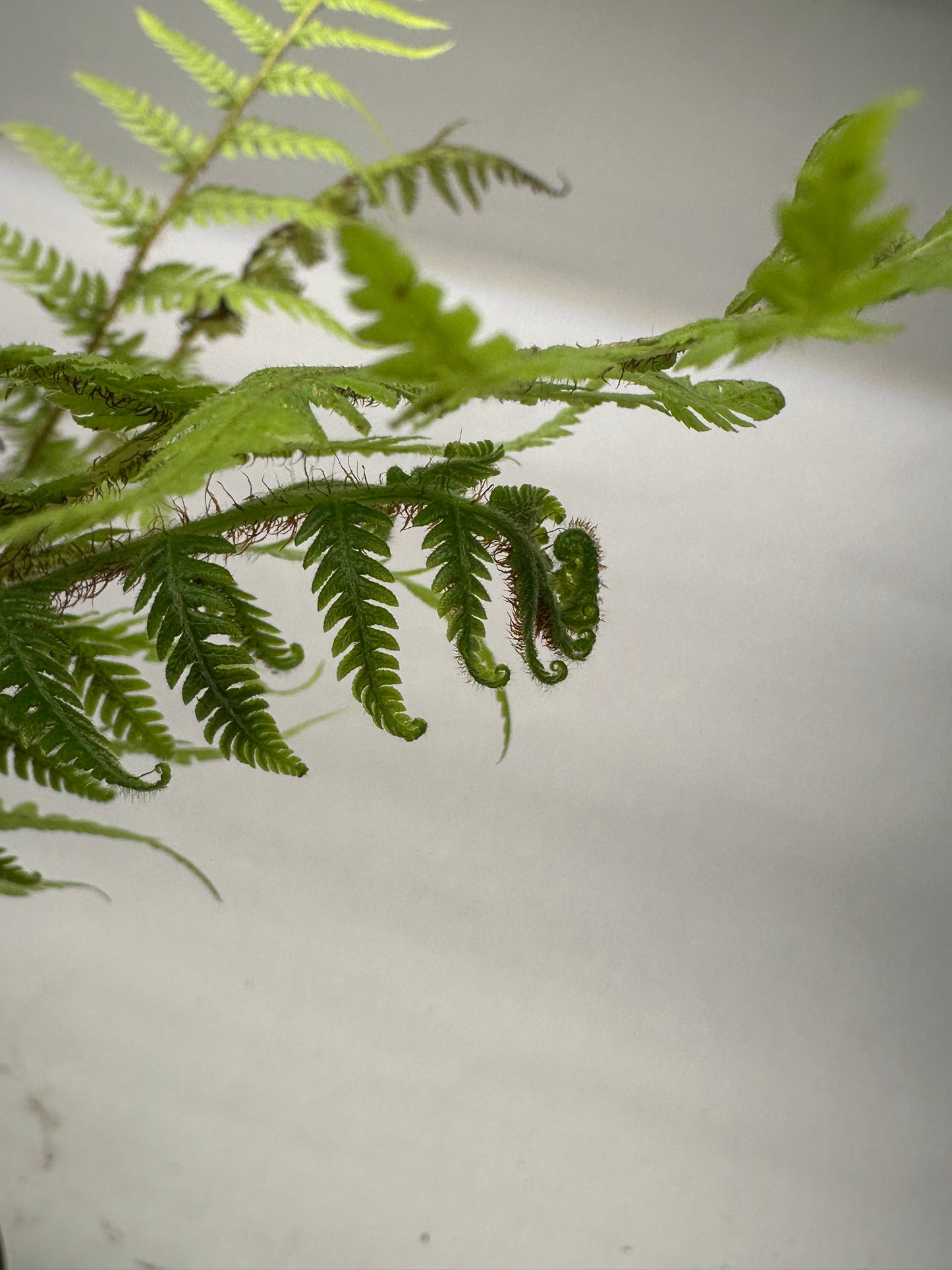 6” Australian Tree Fern