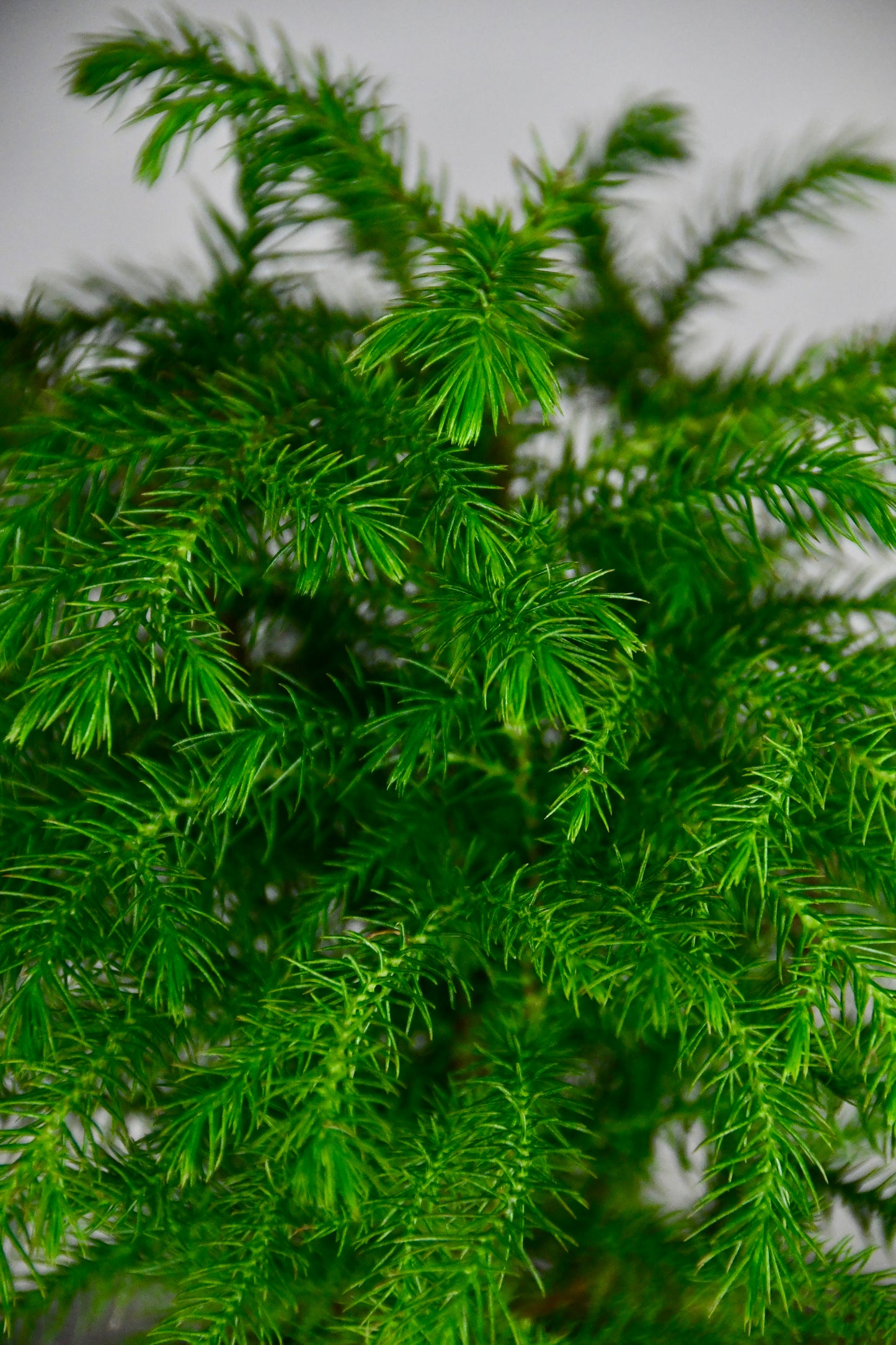 4" Norfolk Pine